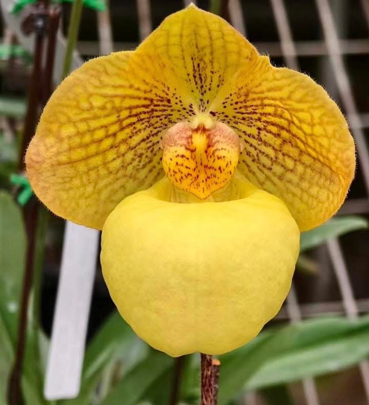 Paphiopedilum armeniacum 'Super Cool' x micranthum (Japan)
