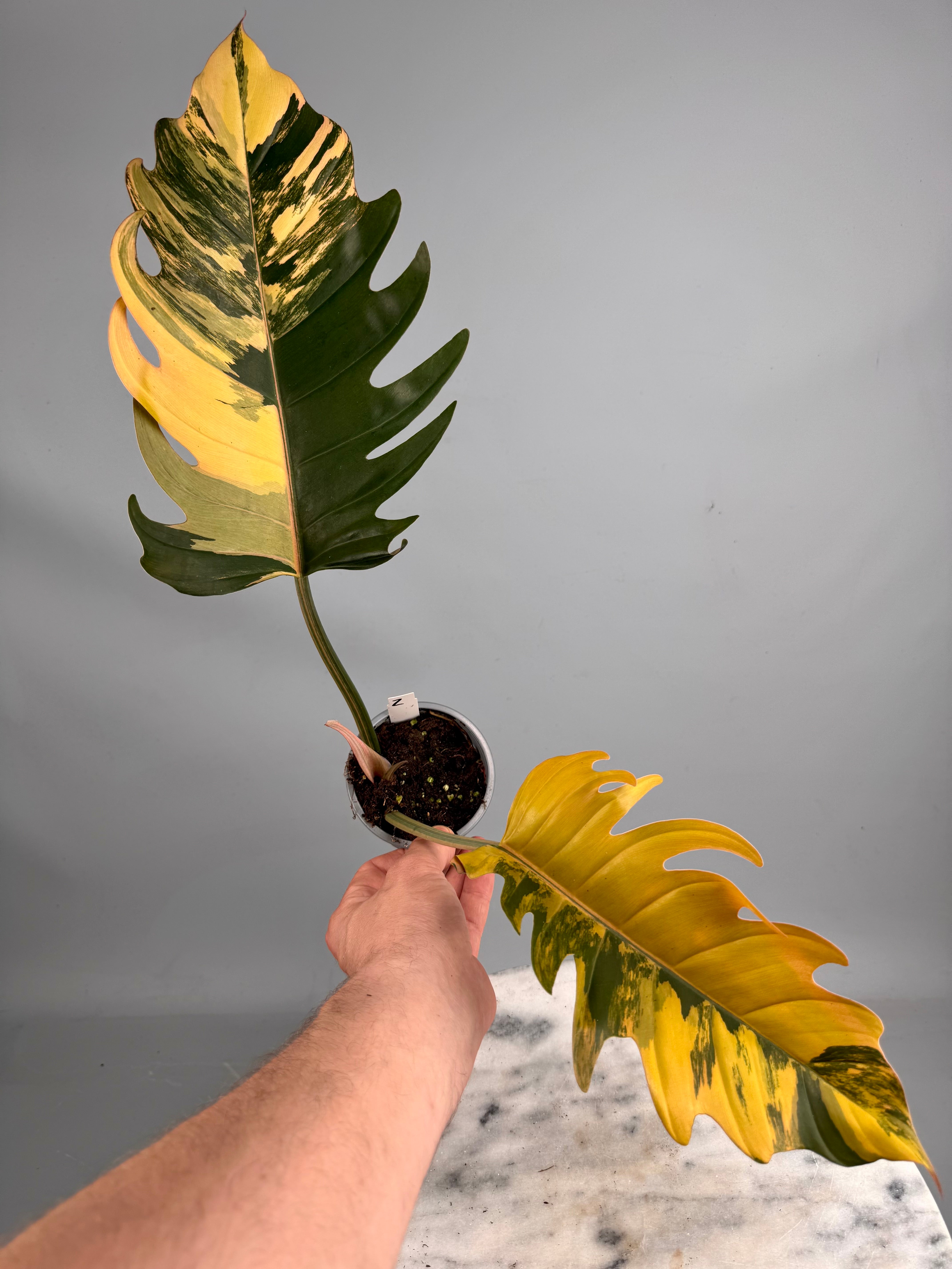 philodendron caramel marble for sale Philodendron Caramel Marble