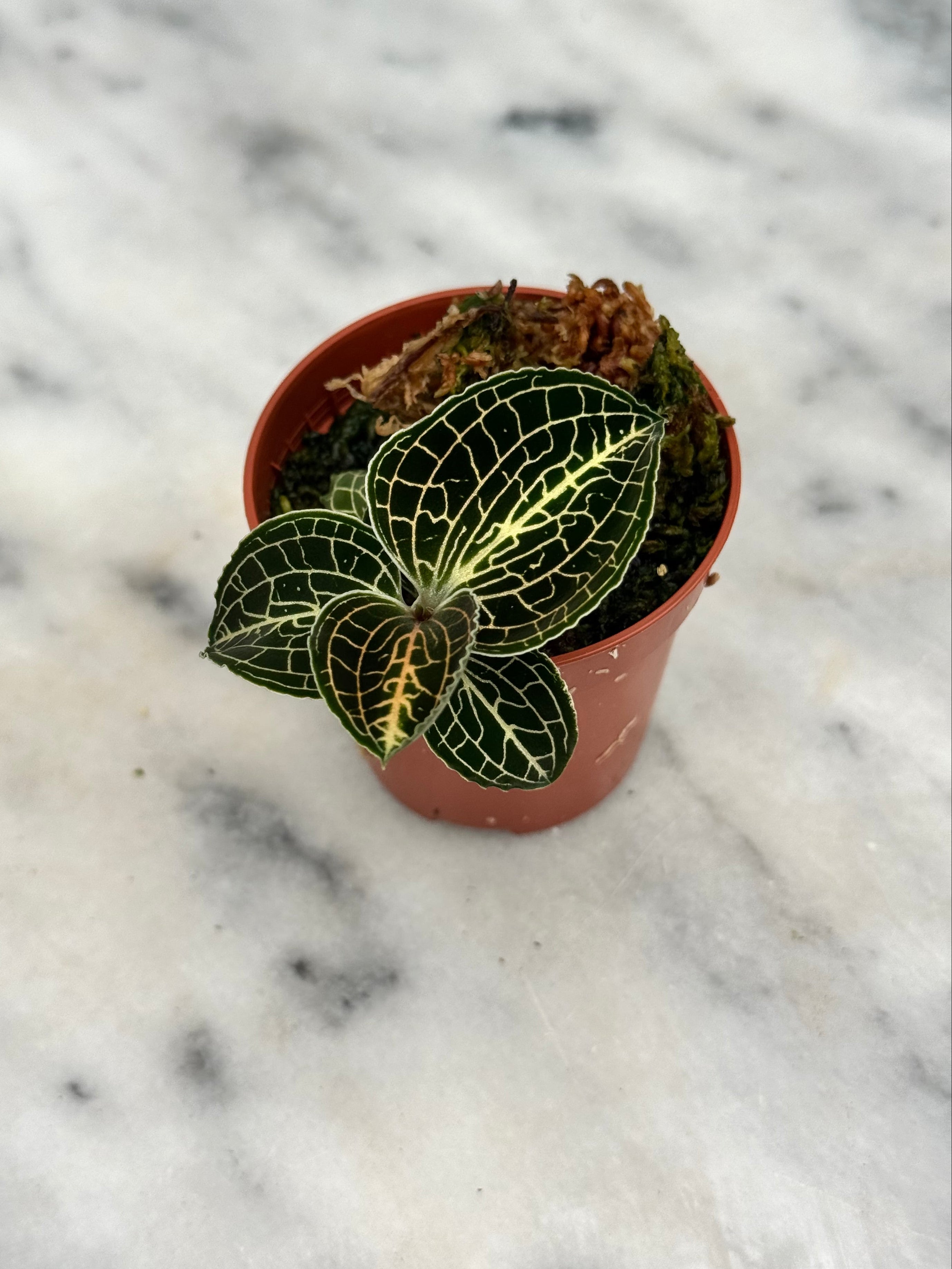 Anoectochilus formosanus x burmanicus