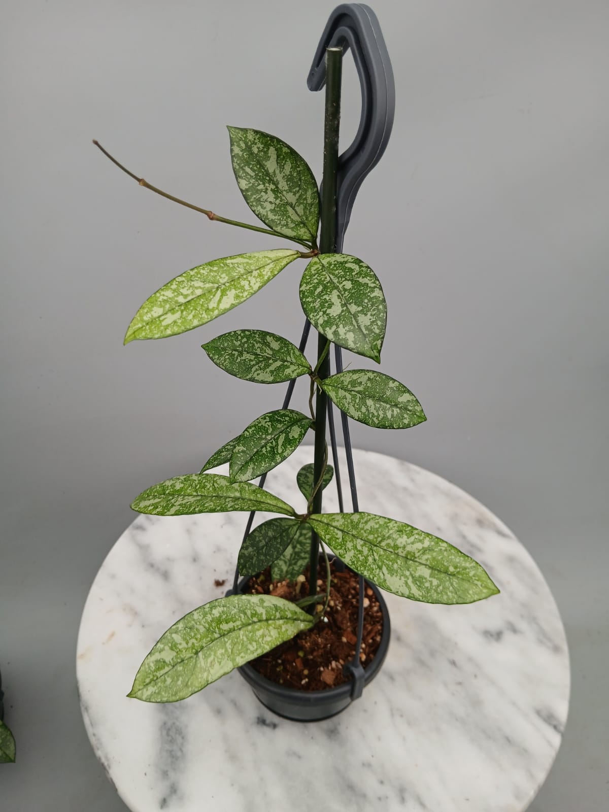 Hoya crassipetiolata ‘Silver Splash’