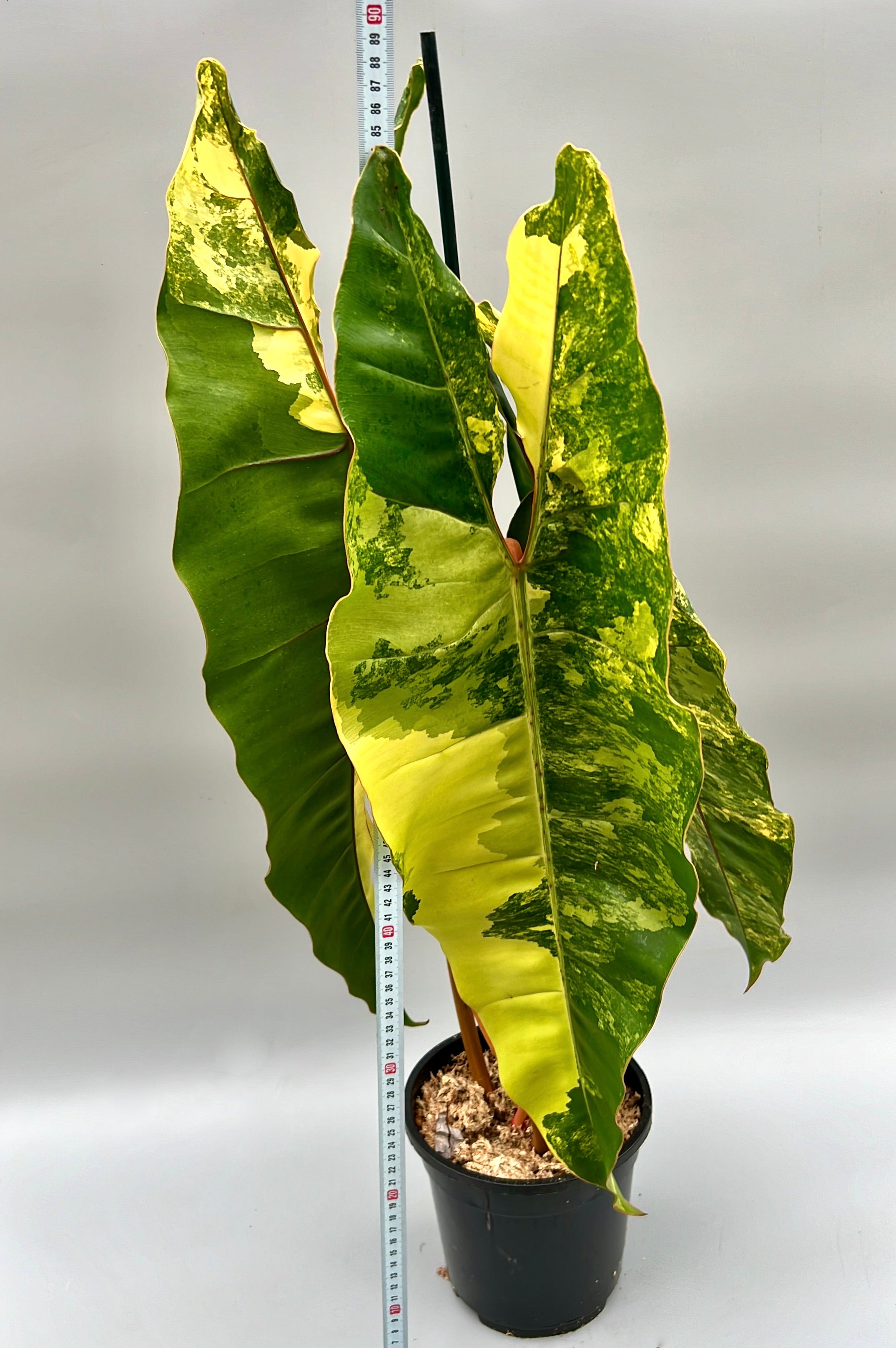 Philodendron billietiae Variegata