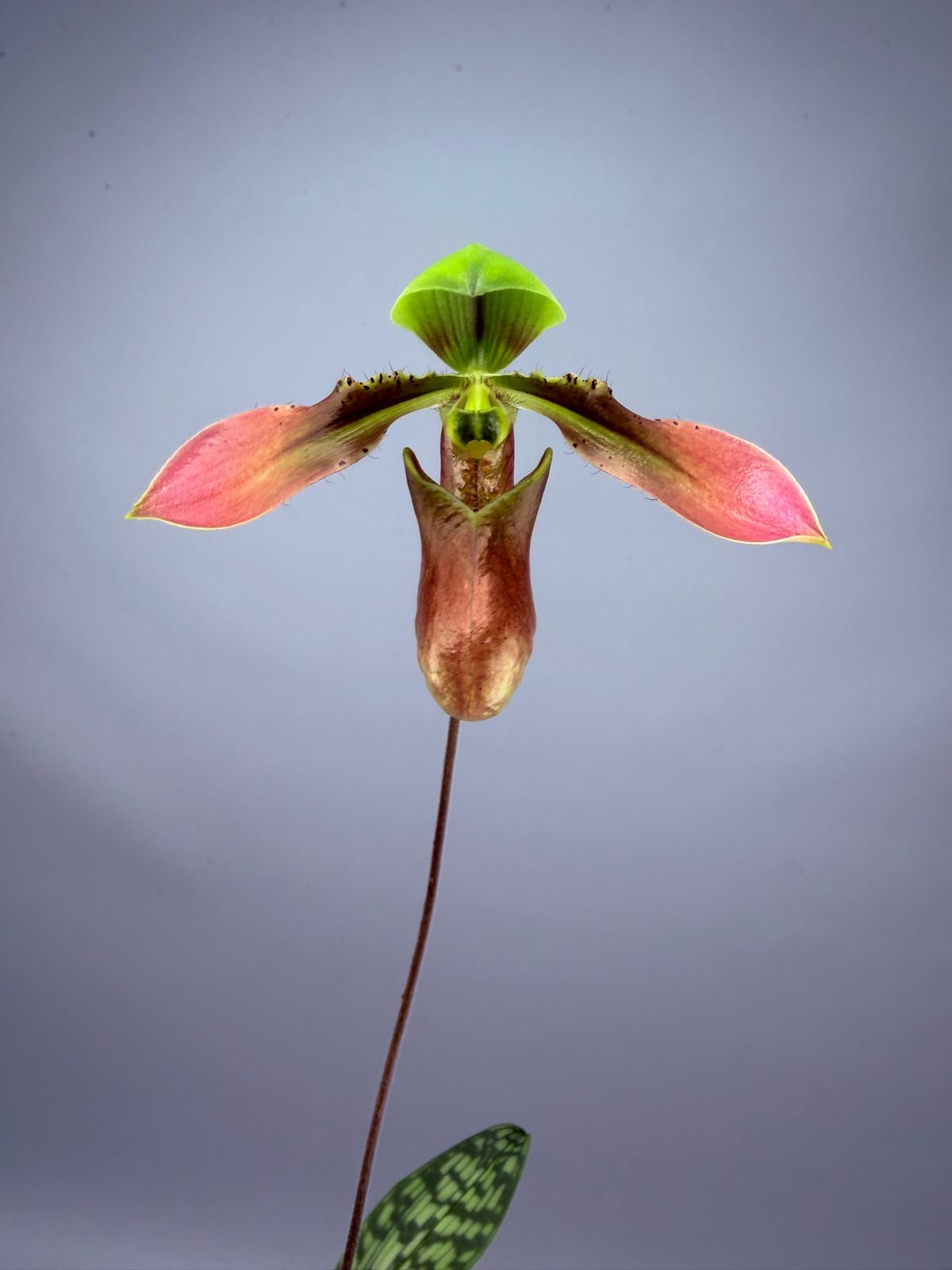 Paphiopedilum appletonianum
