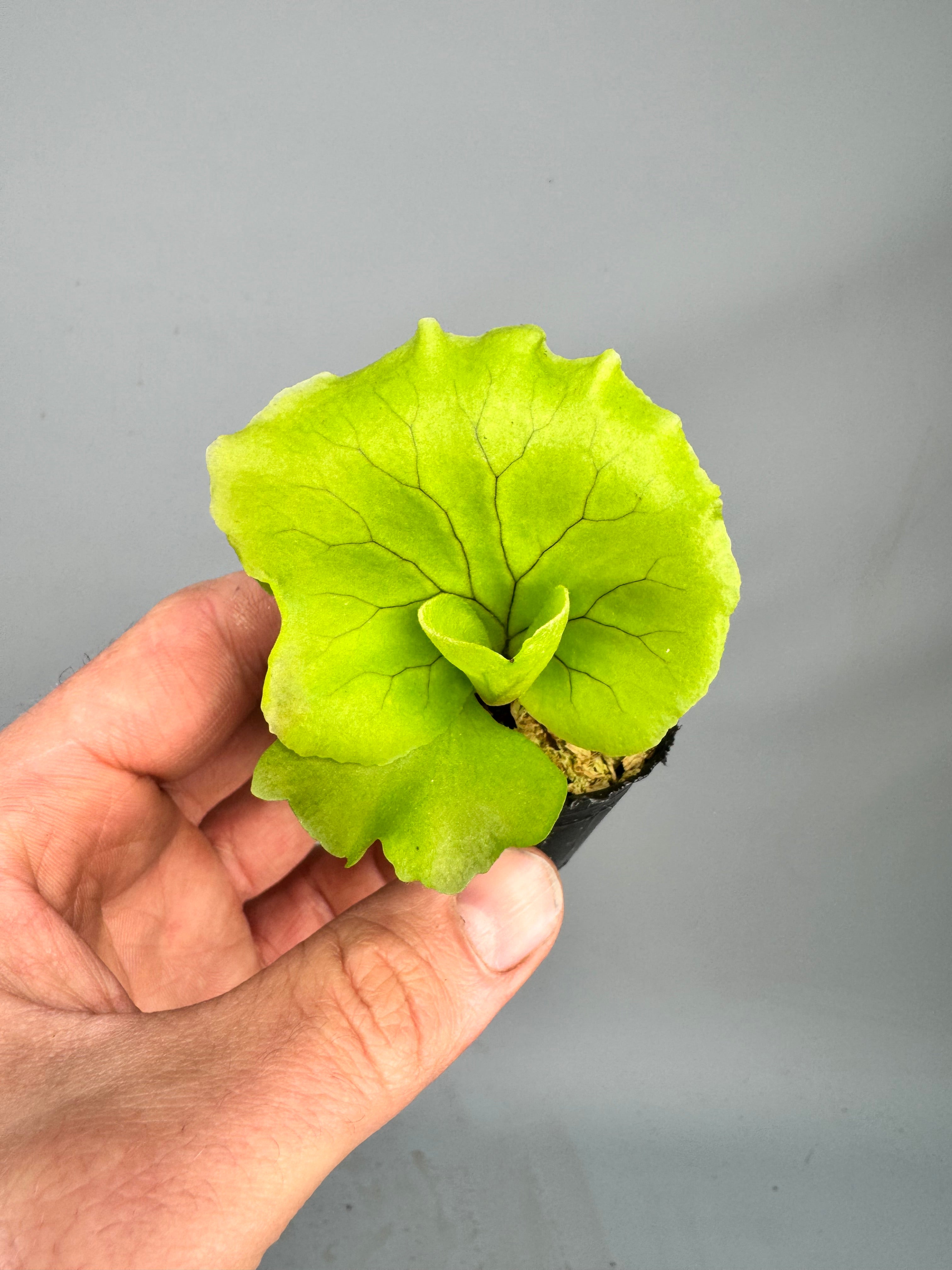 Platycerium Monkey King