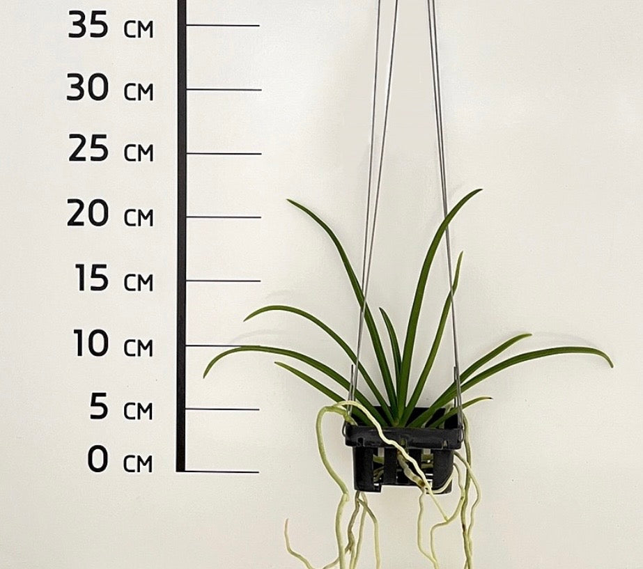 Holcoglossum kimballianum x Rhynchostylis gigantea
