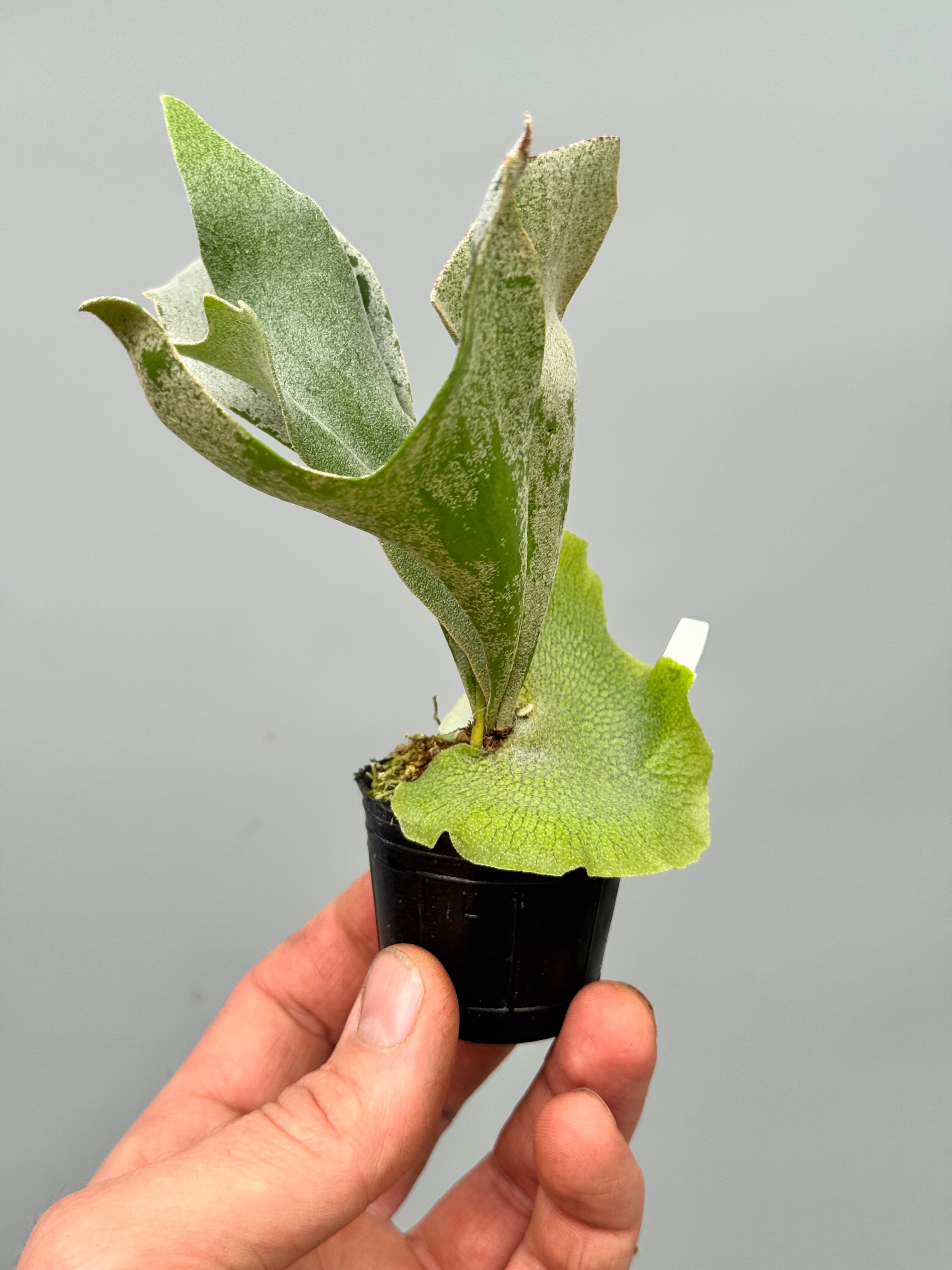 Platycerium White Gizmo