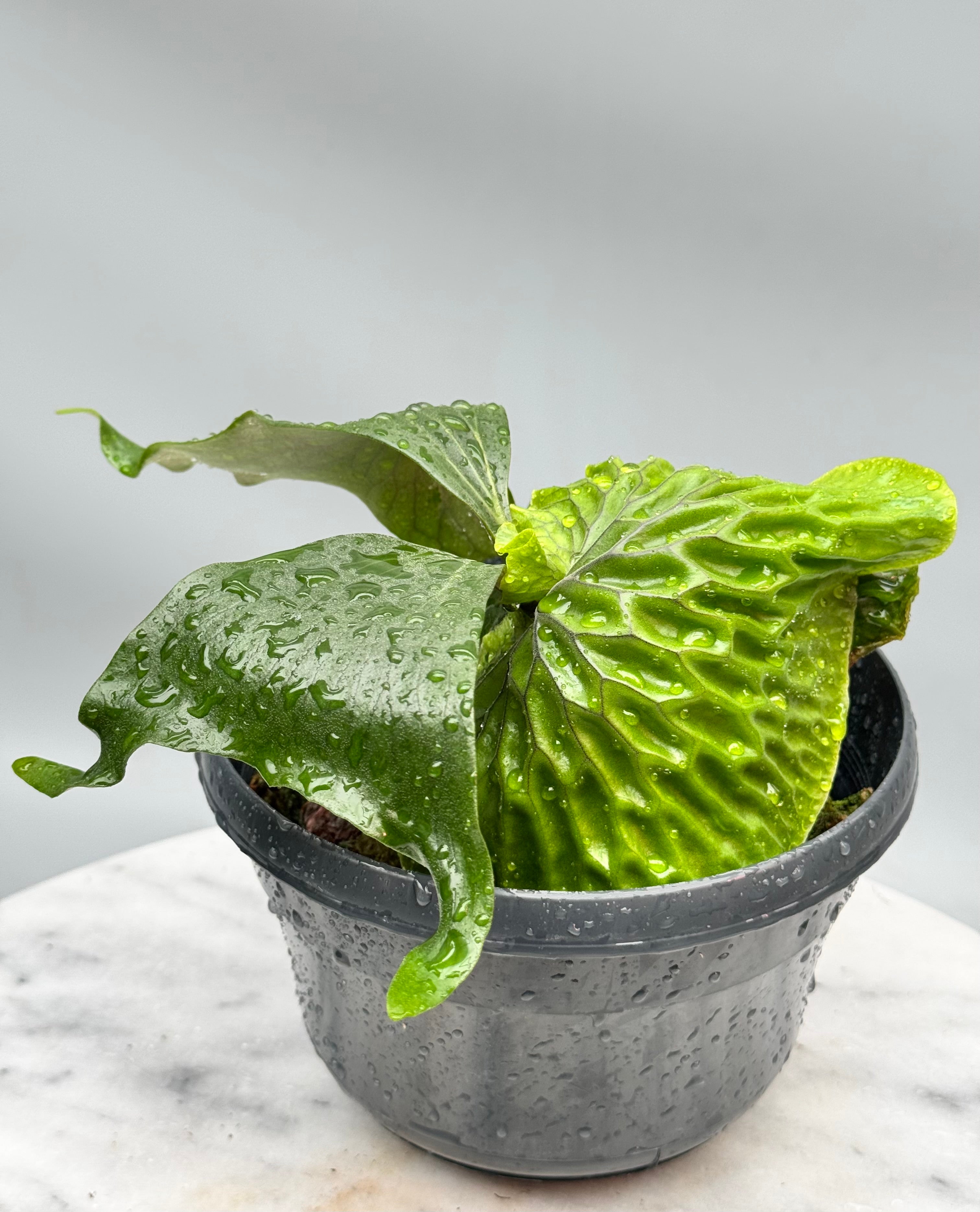 Platycerium madagascariense