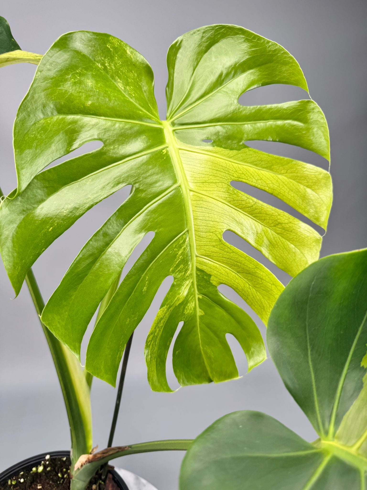 Monstera Ocean Mint nr 1