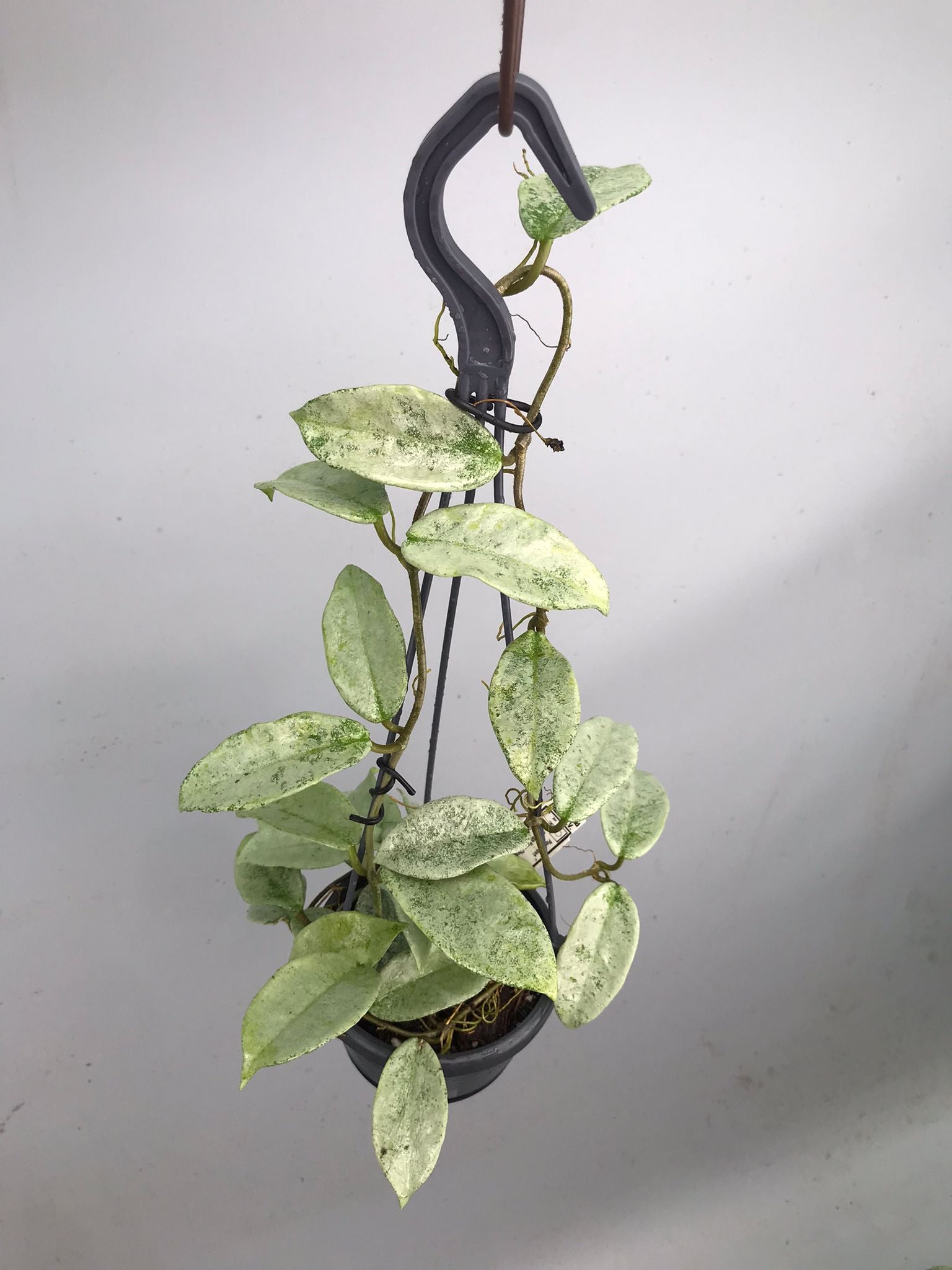 Hoya ‘Nova Ghost’ XL