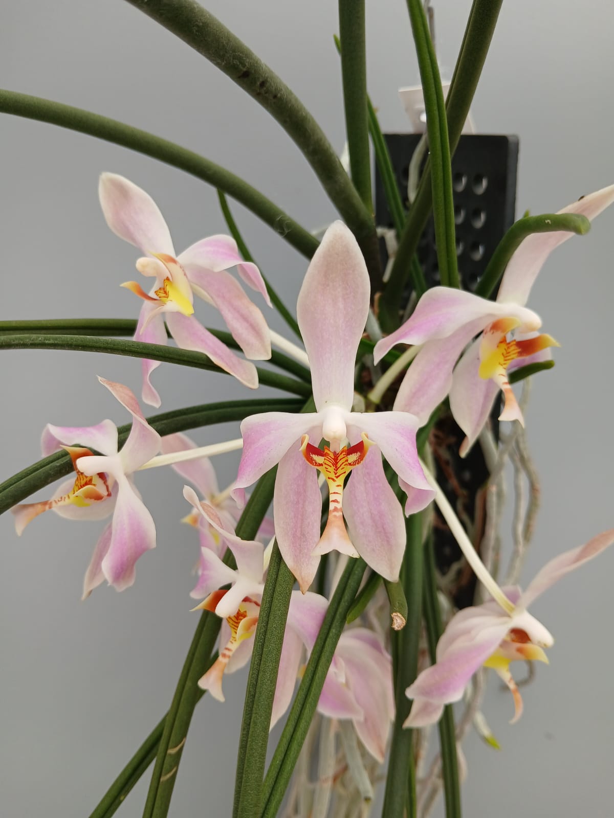 Paraphalaenopsis laycockii (Selection 1 )