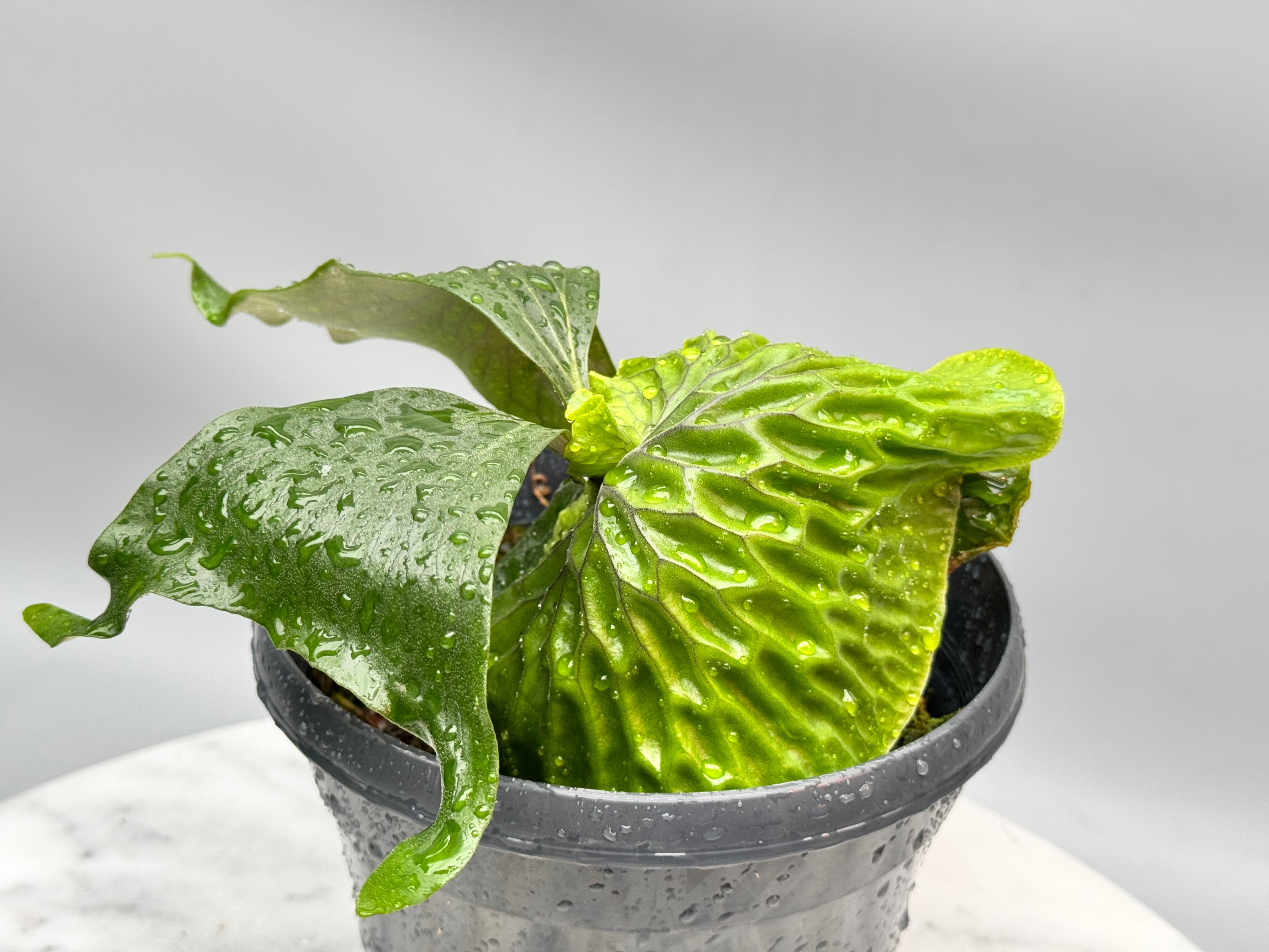 Platycerium madagascariense