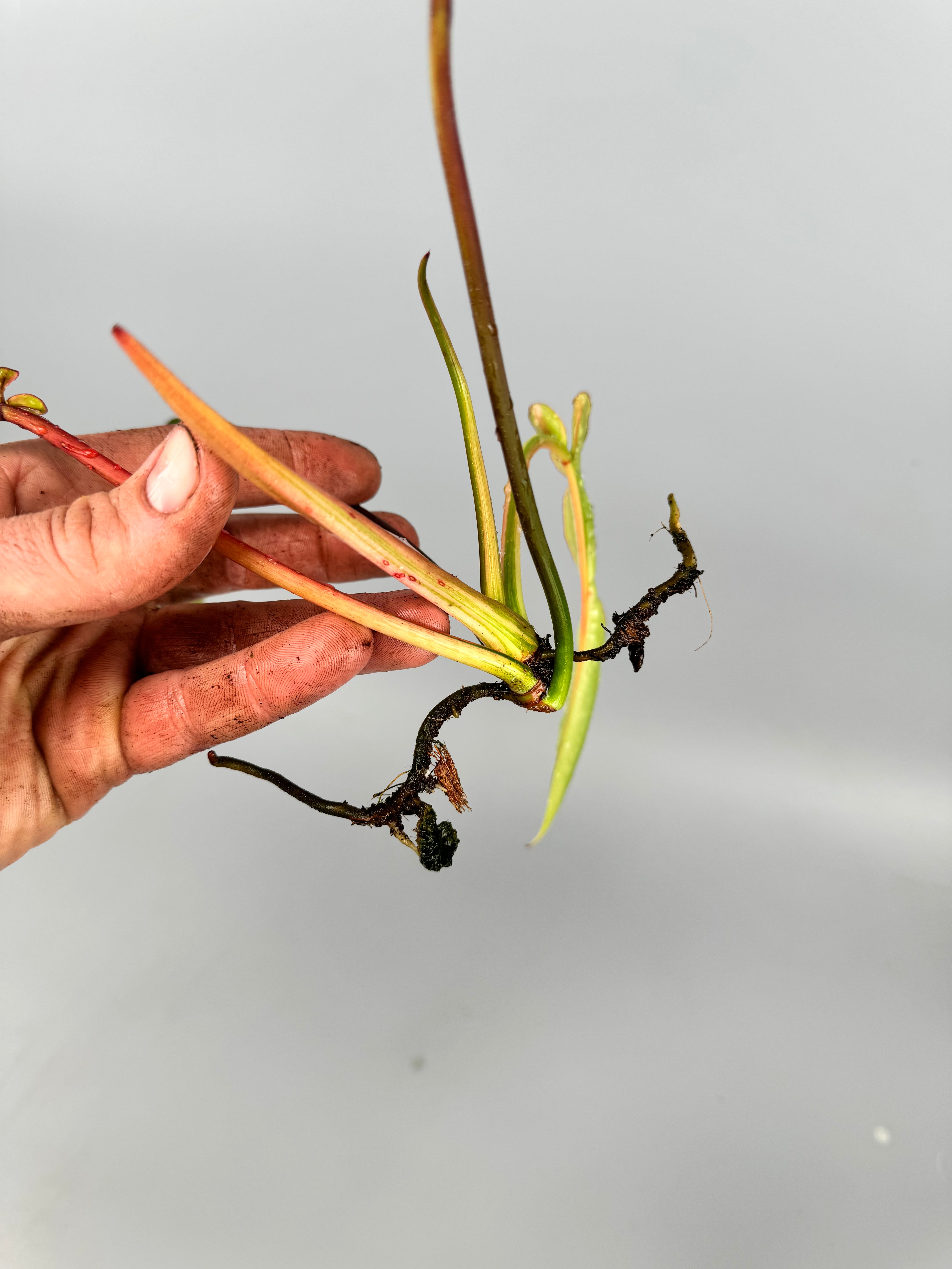 Philodendron joepii Variegated (Frischer Kopfschnitt)