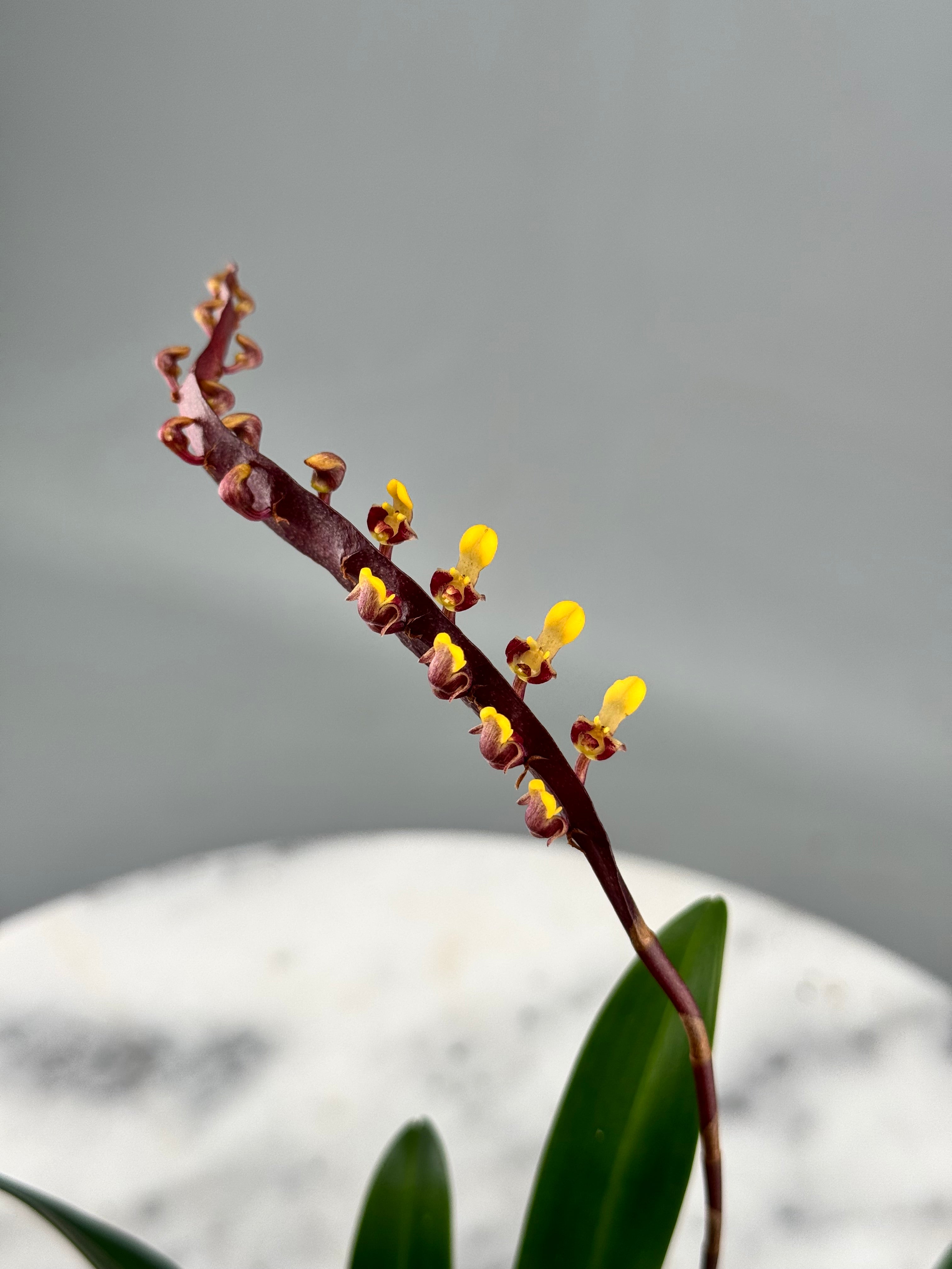 Bulbophyllum falcatum