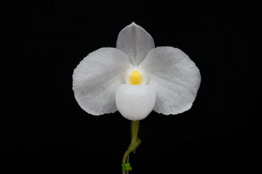 Paphiopedilum delenatii albo