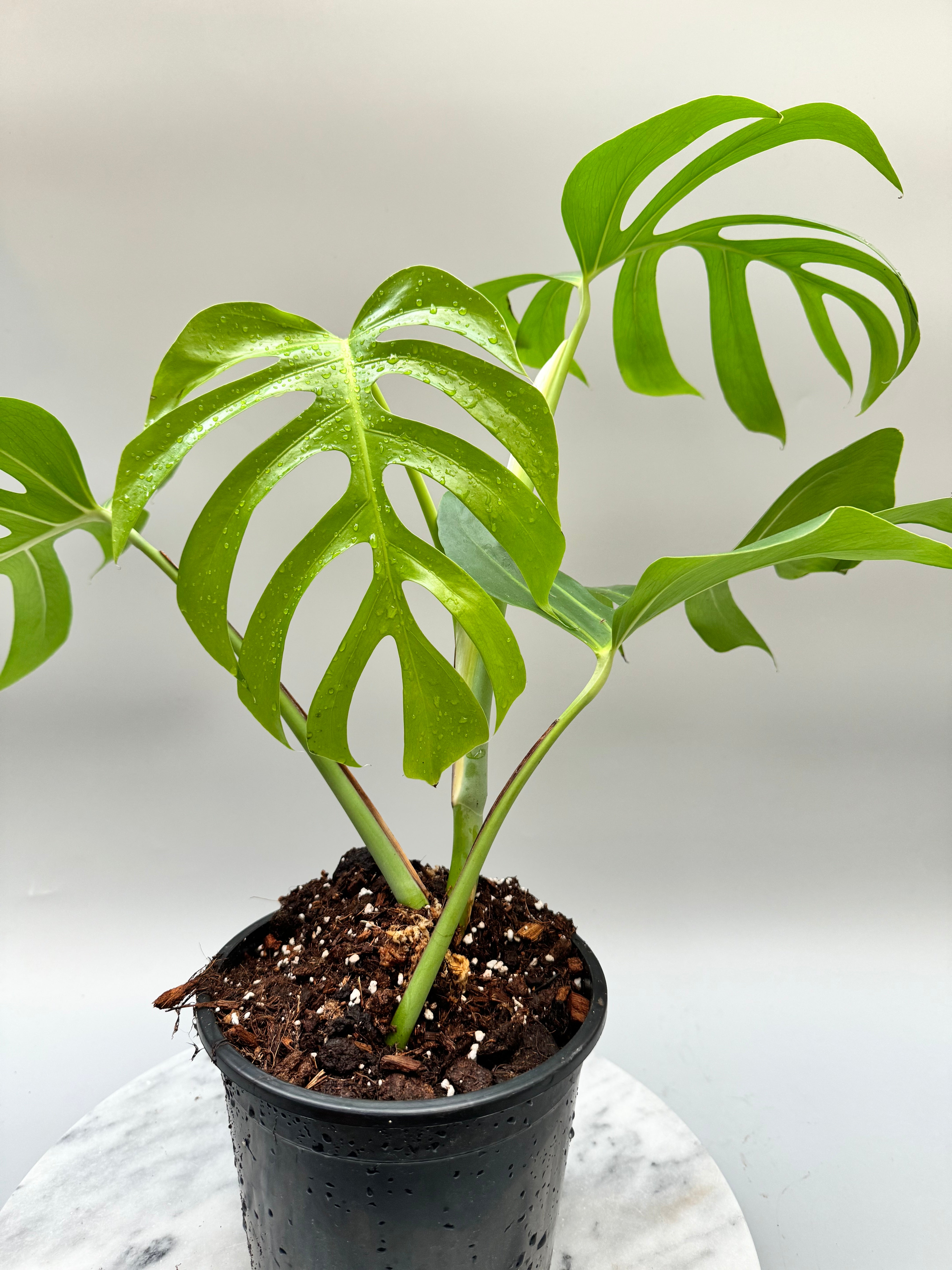 Monstera deliciosa var sierrana (Leaf Cutting)