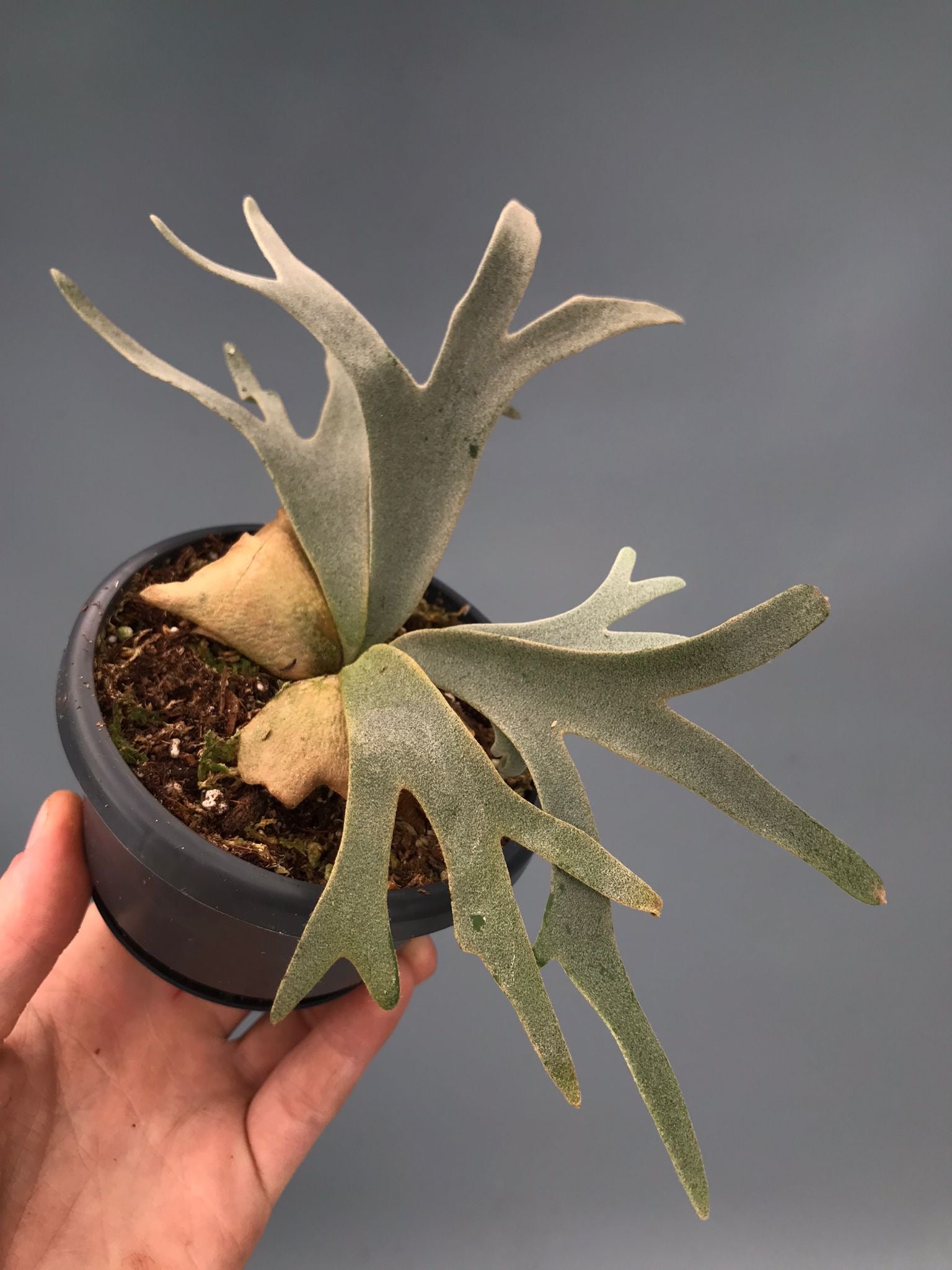 P. willinckii 'Jenny' TC 2150 Platycerium willinckii 'Jenny'