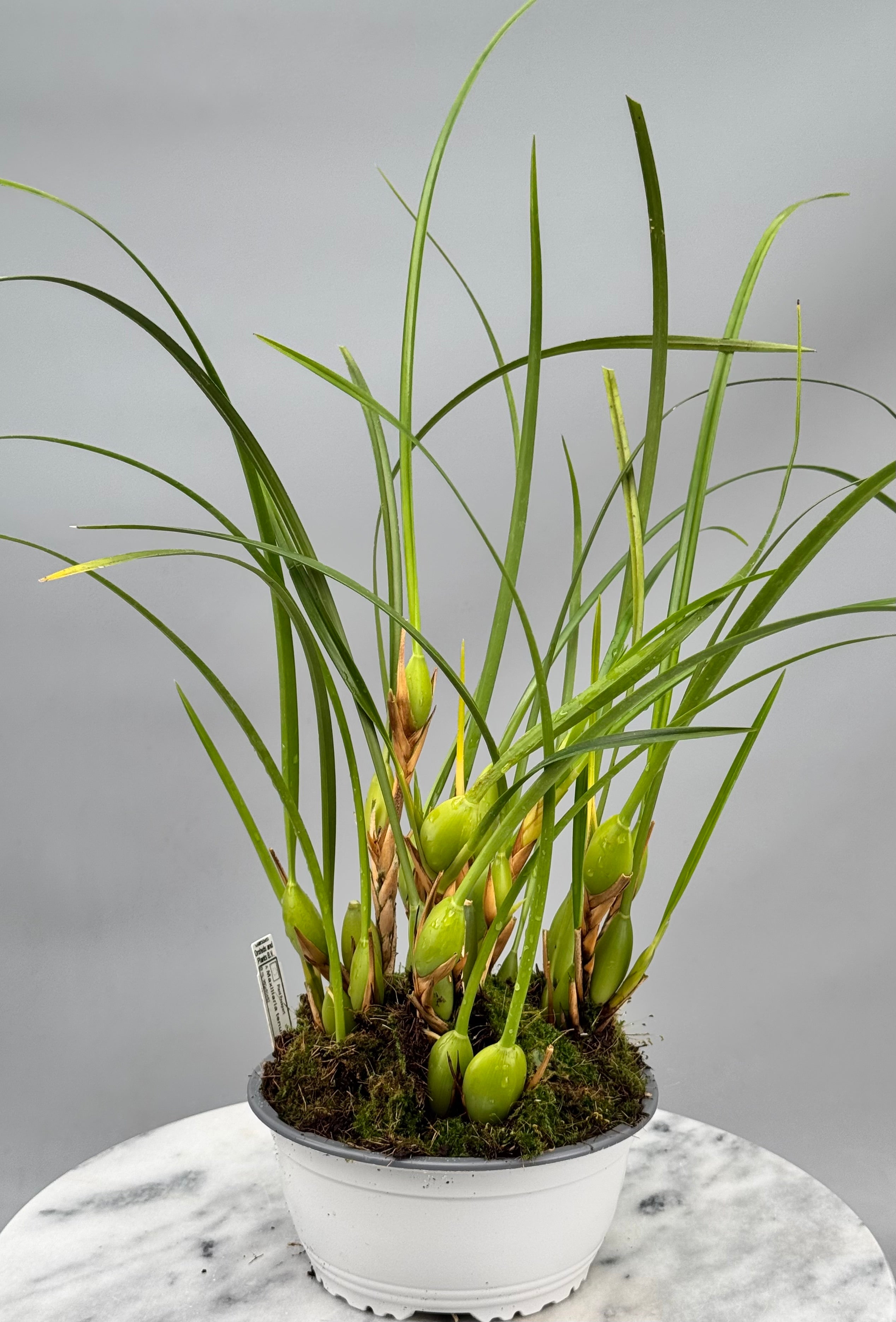 Maxillaria tenuifolia ‘Dark 2nd generation’ "Big Plant"