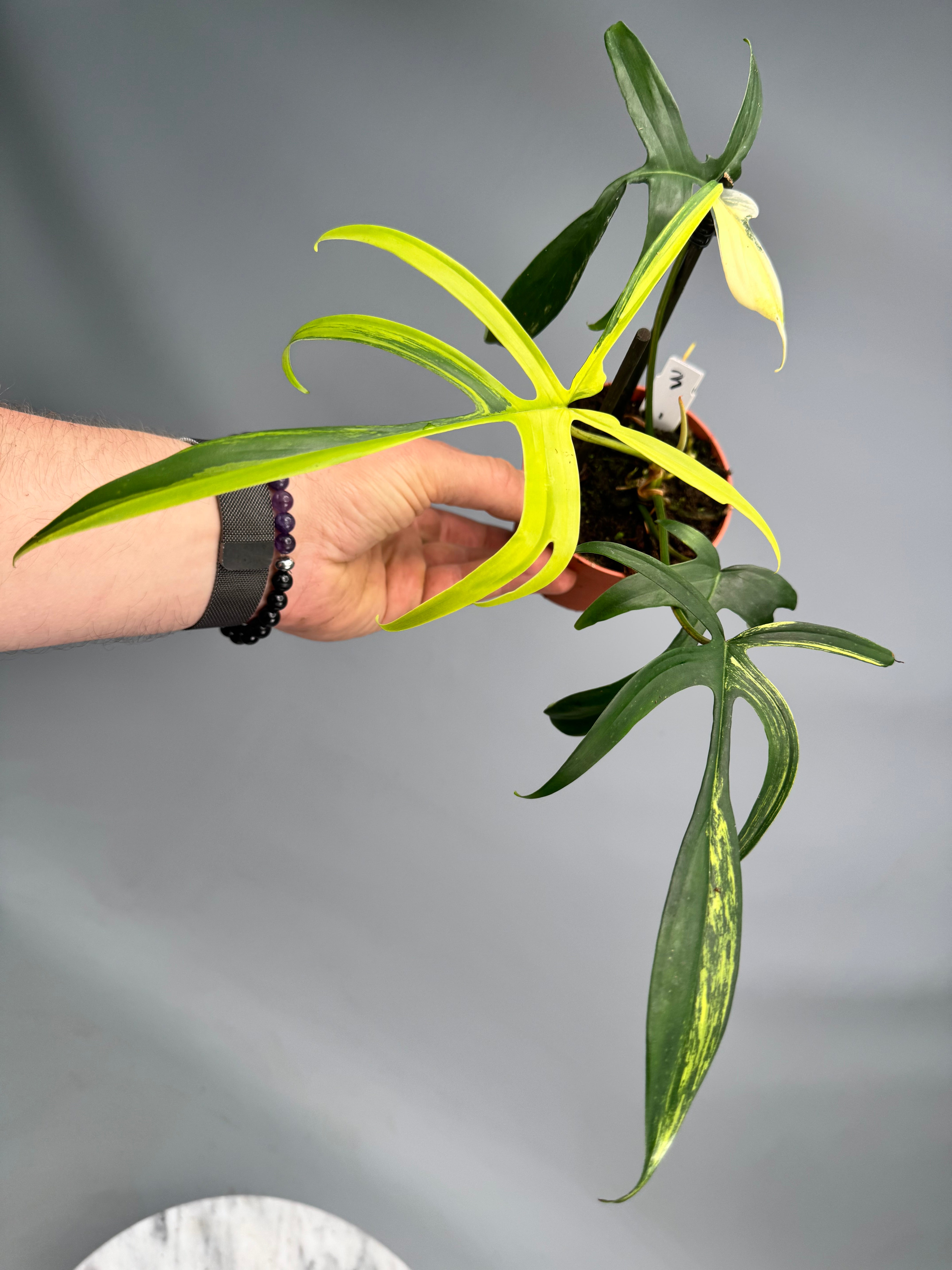 Philodendron Florida Beauty x polypodioides