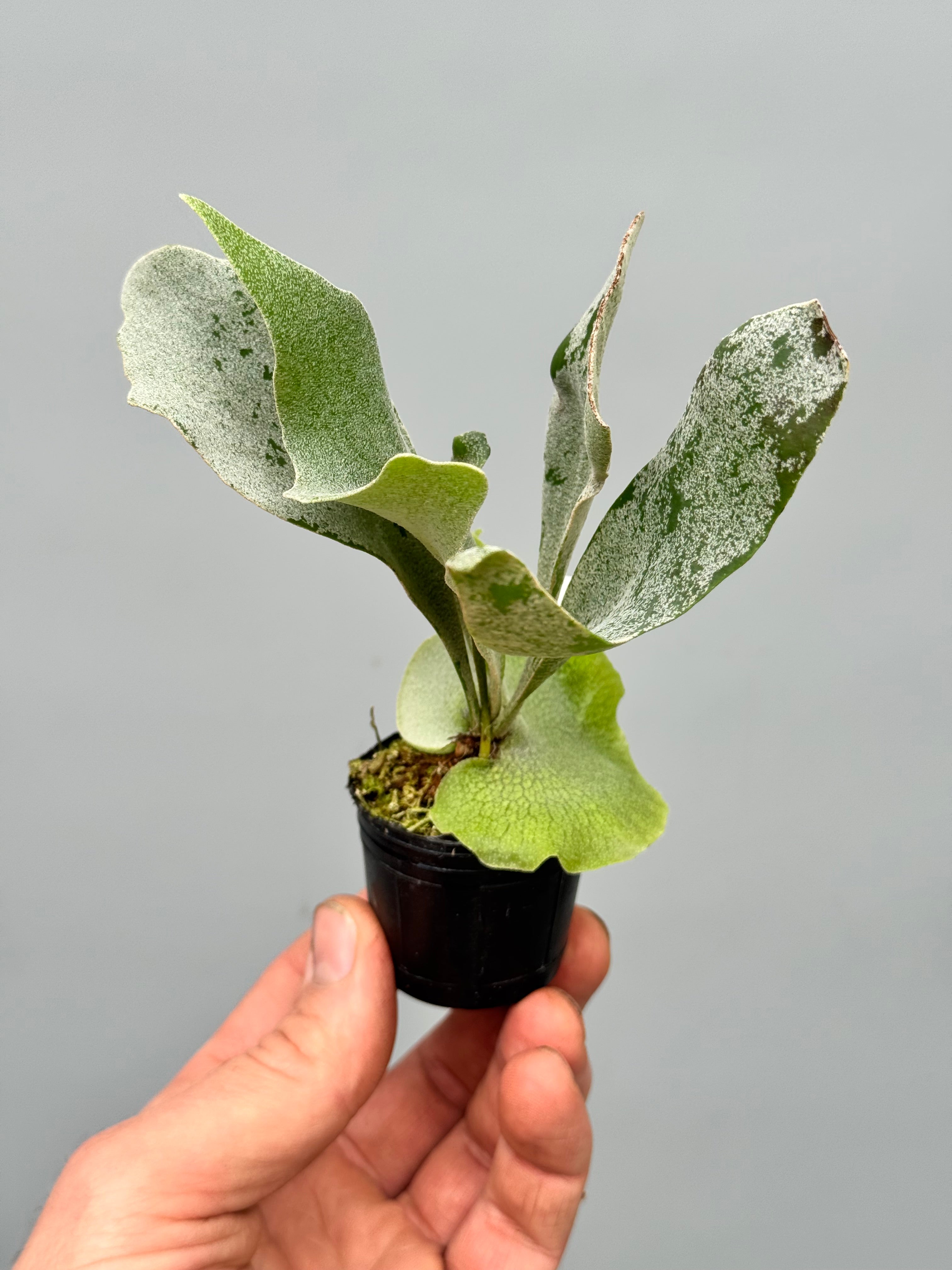 Platycerium White Gizmo