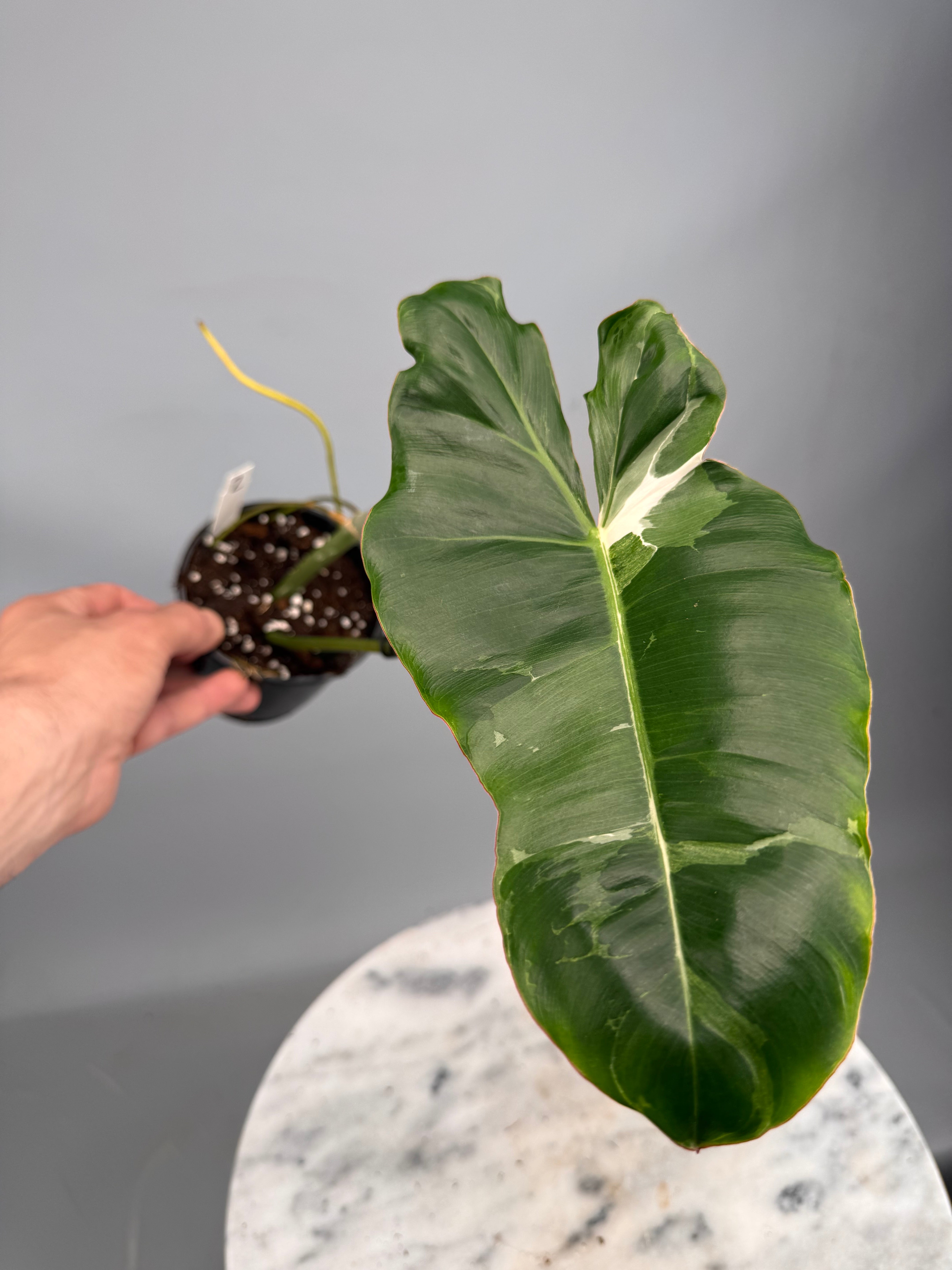 philodendron paraiso verde Philodendron Paraiso Verde Variegata Albo (1 Leaves) Cutting