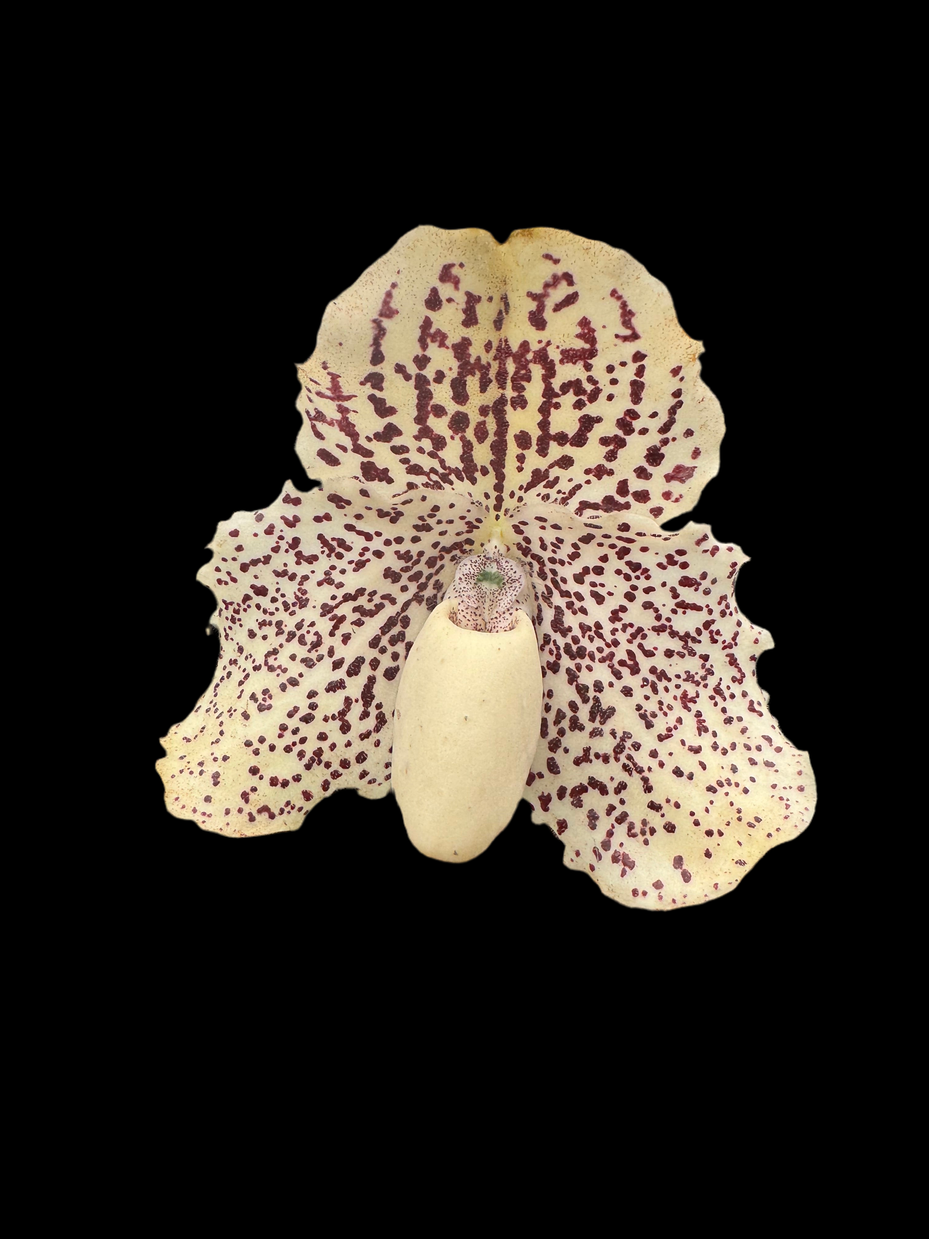 Paphiopedilum leucochilum "White 4N"