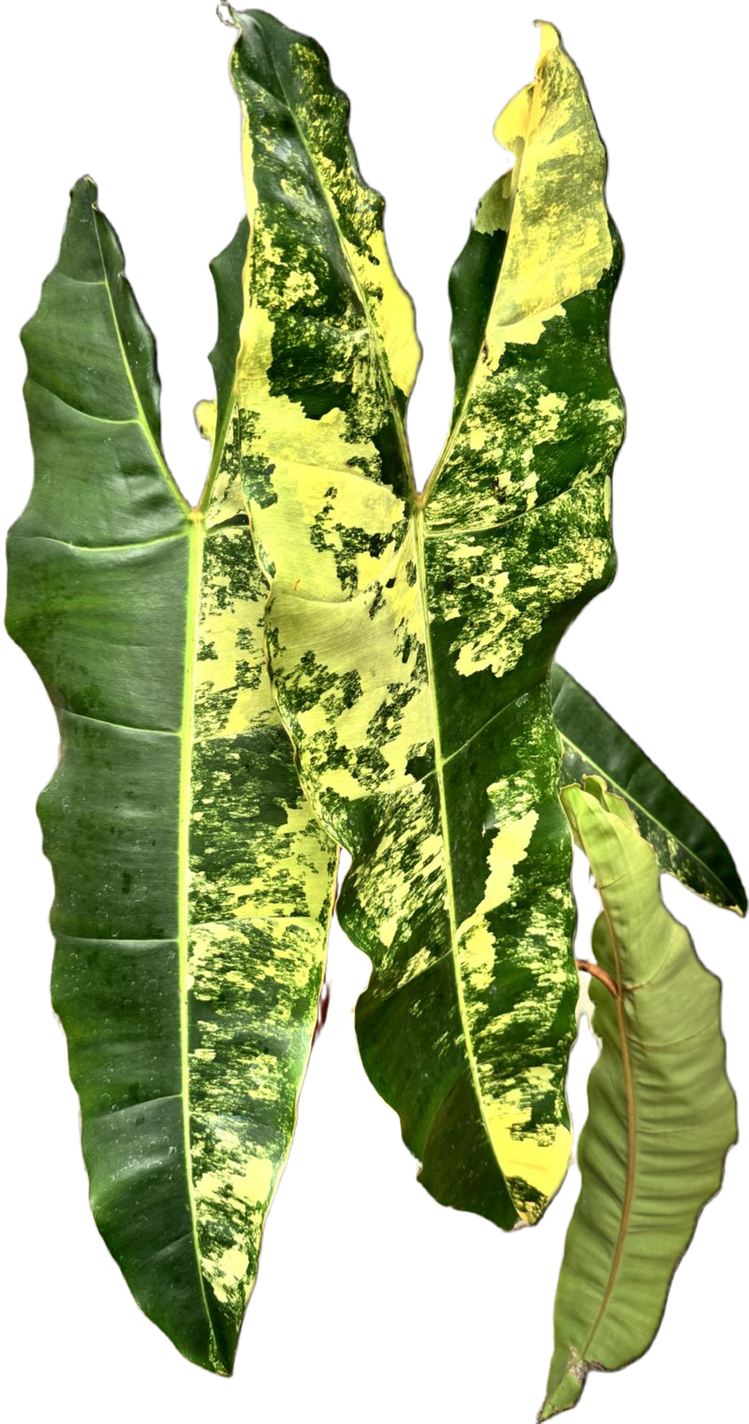 philodendron billietiae cutting Philodendron billietiae Variegata (Medium Plant) (Cutting)