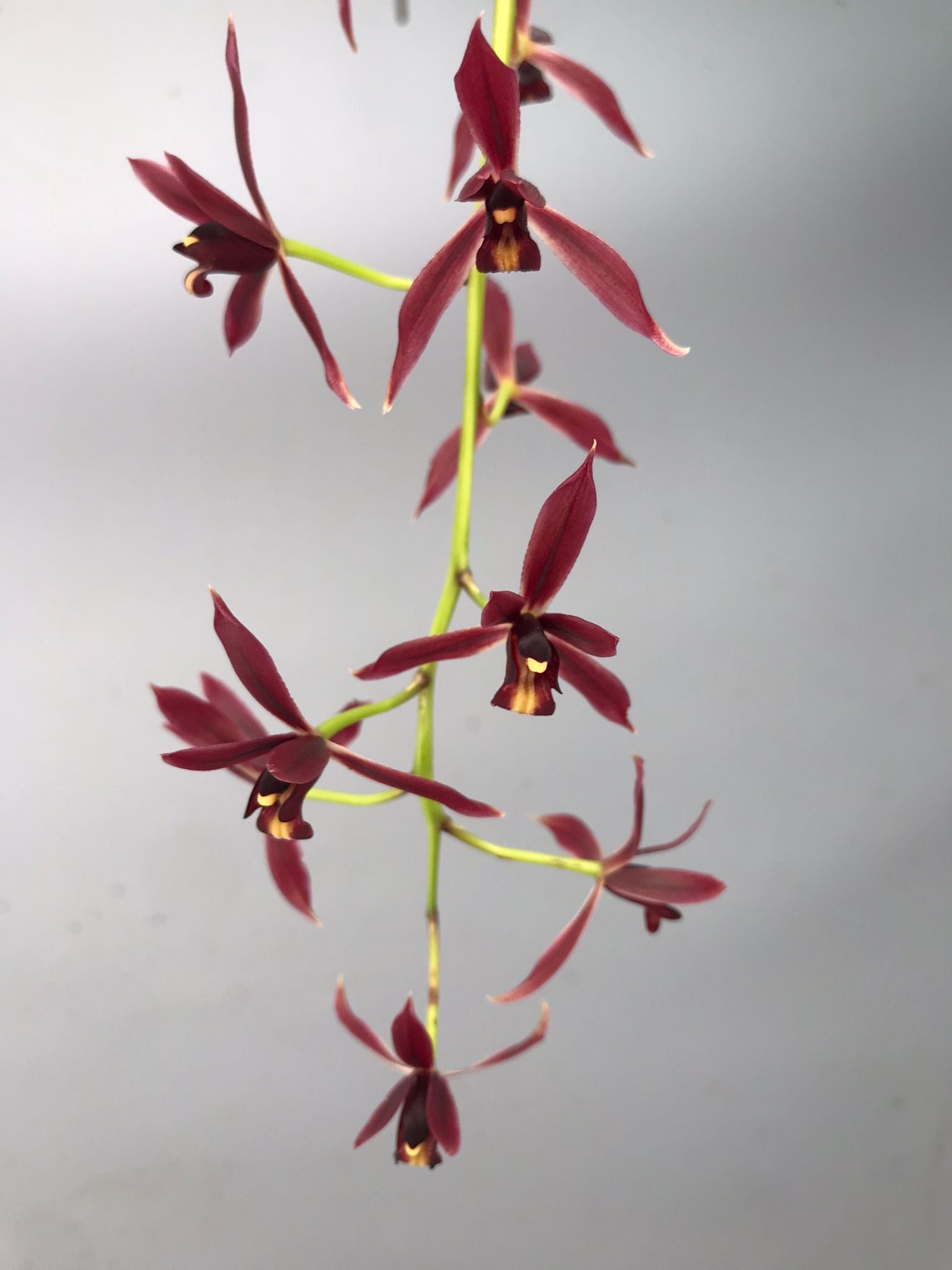 Cymbidium dayanum red