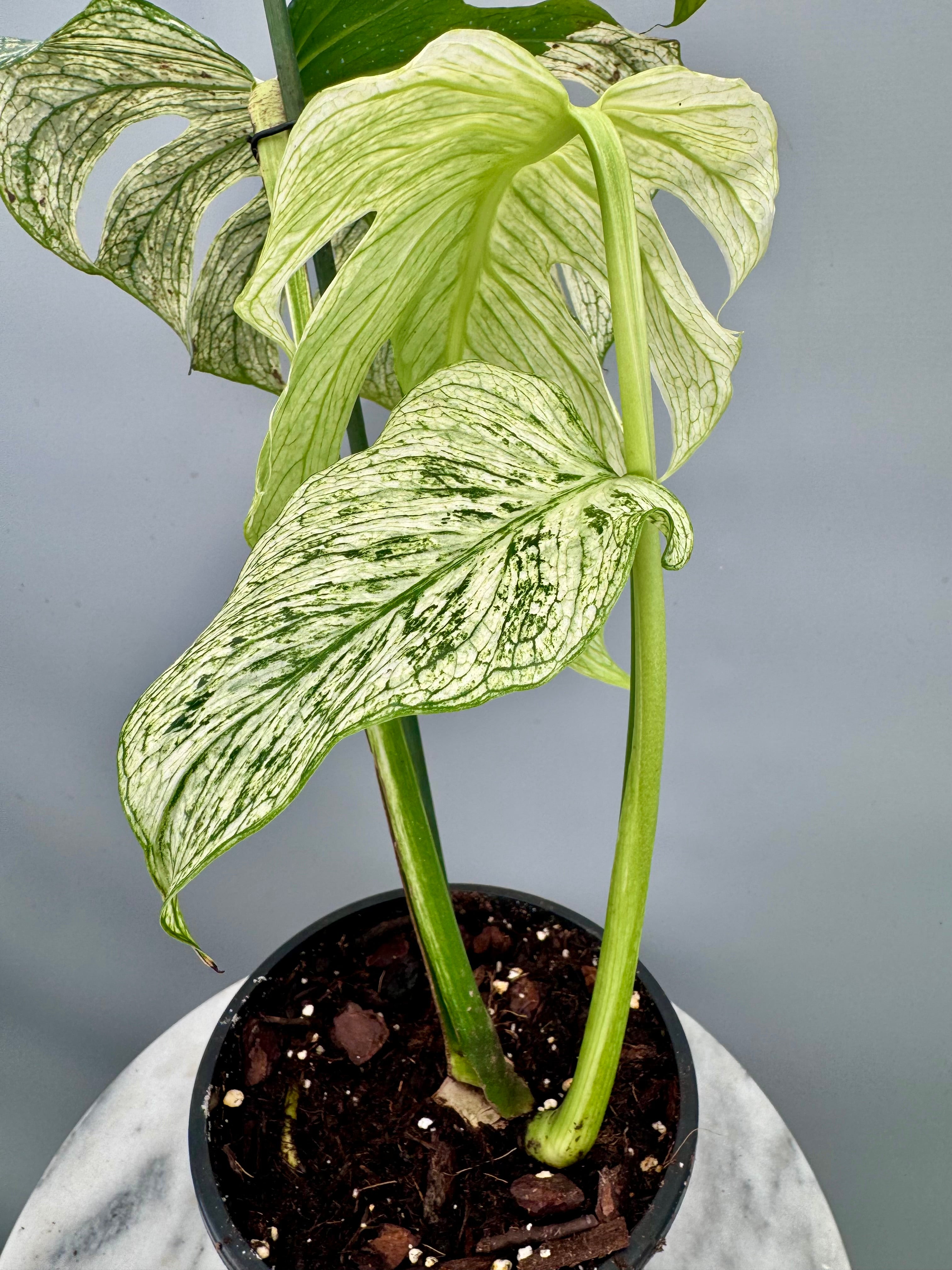 Monstera 'Devil Monster' Nr 2