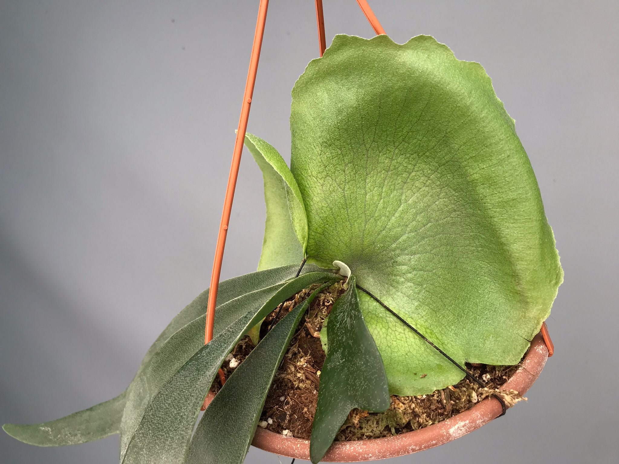 Platycerium Foongsiqi