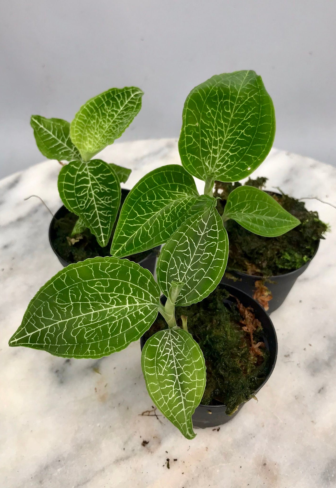 Goodyera micholitziana