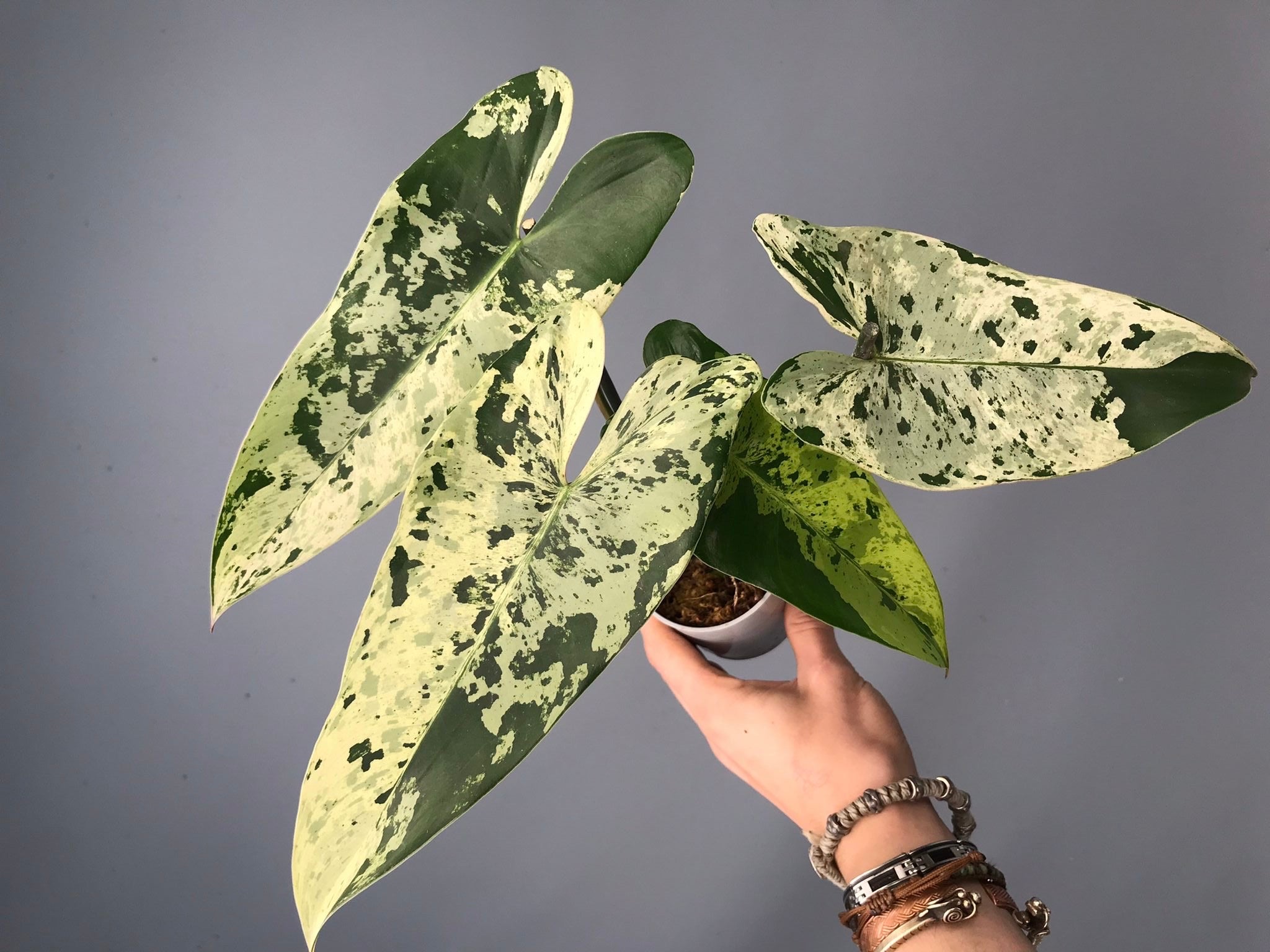 Philodendron ilsemanii nr 1.1