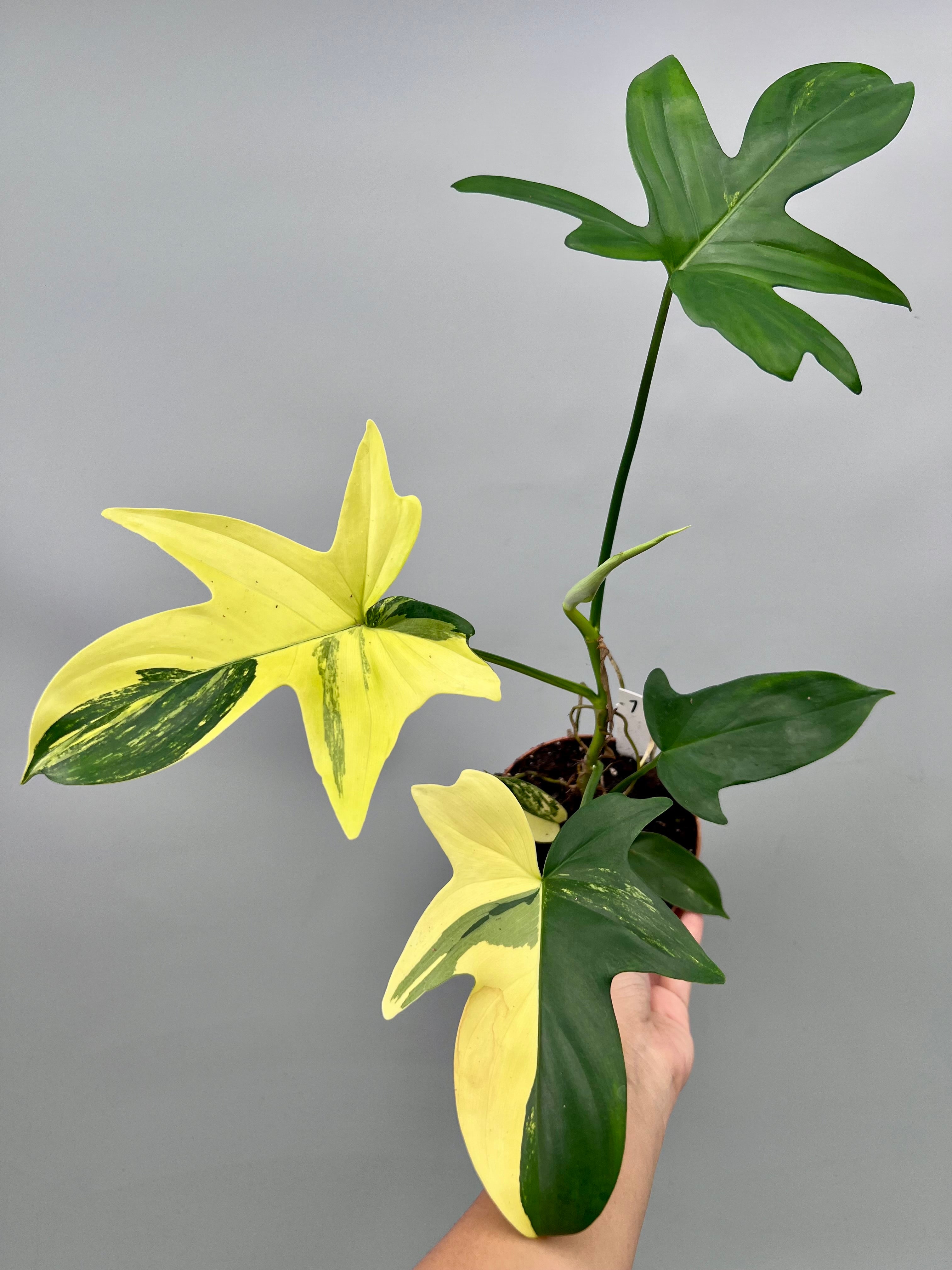 Philodendron squamiferium variegated (Nr 1)