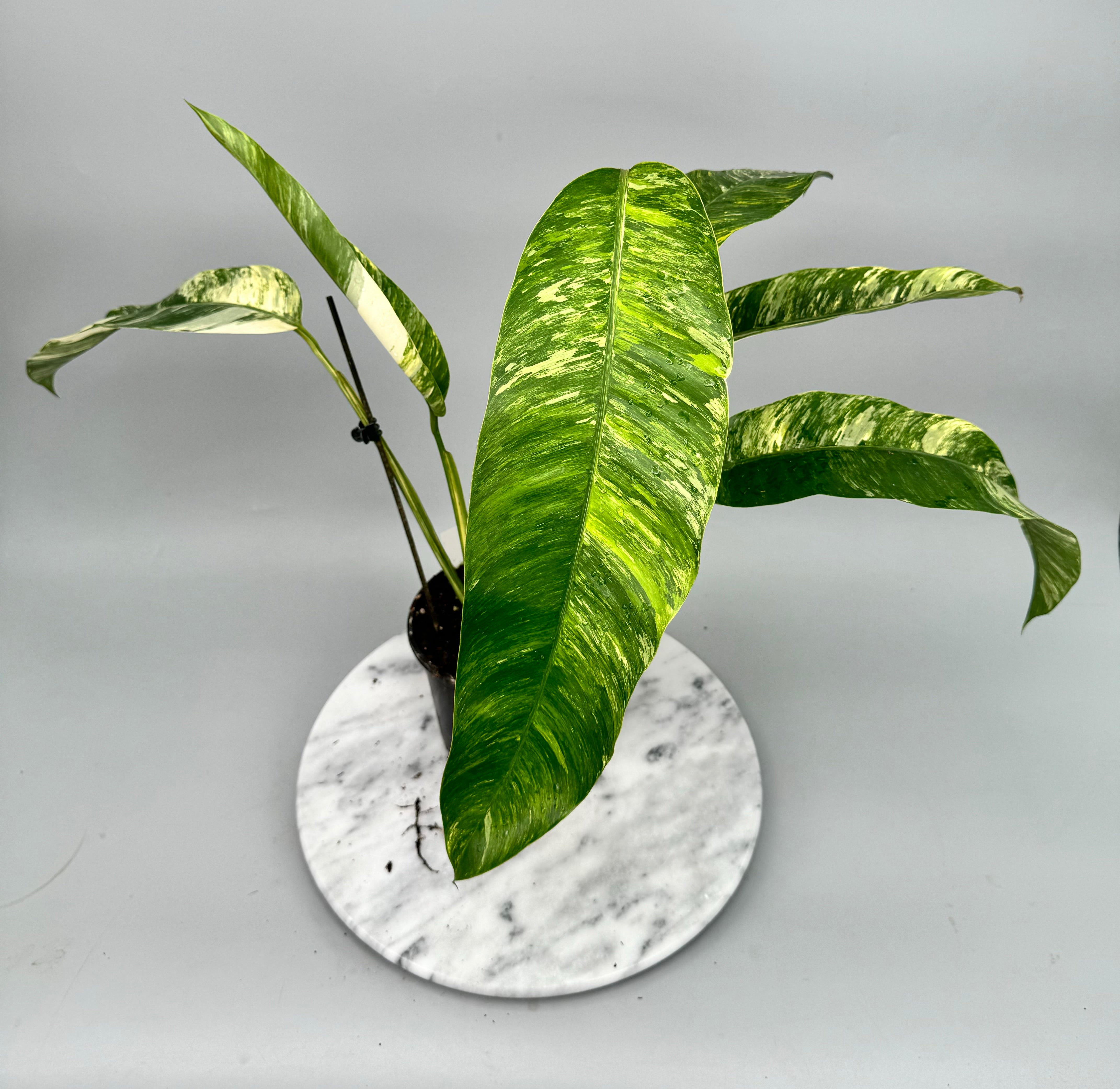 Epipremnum giganteum Variegated aurea XXL