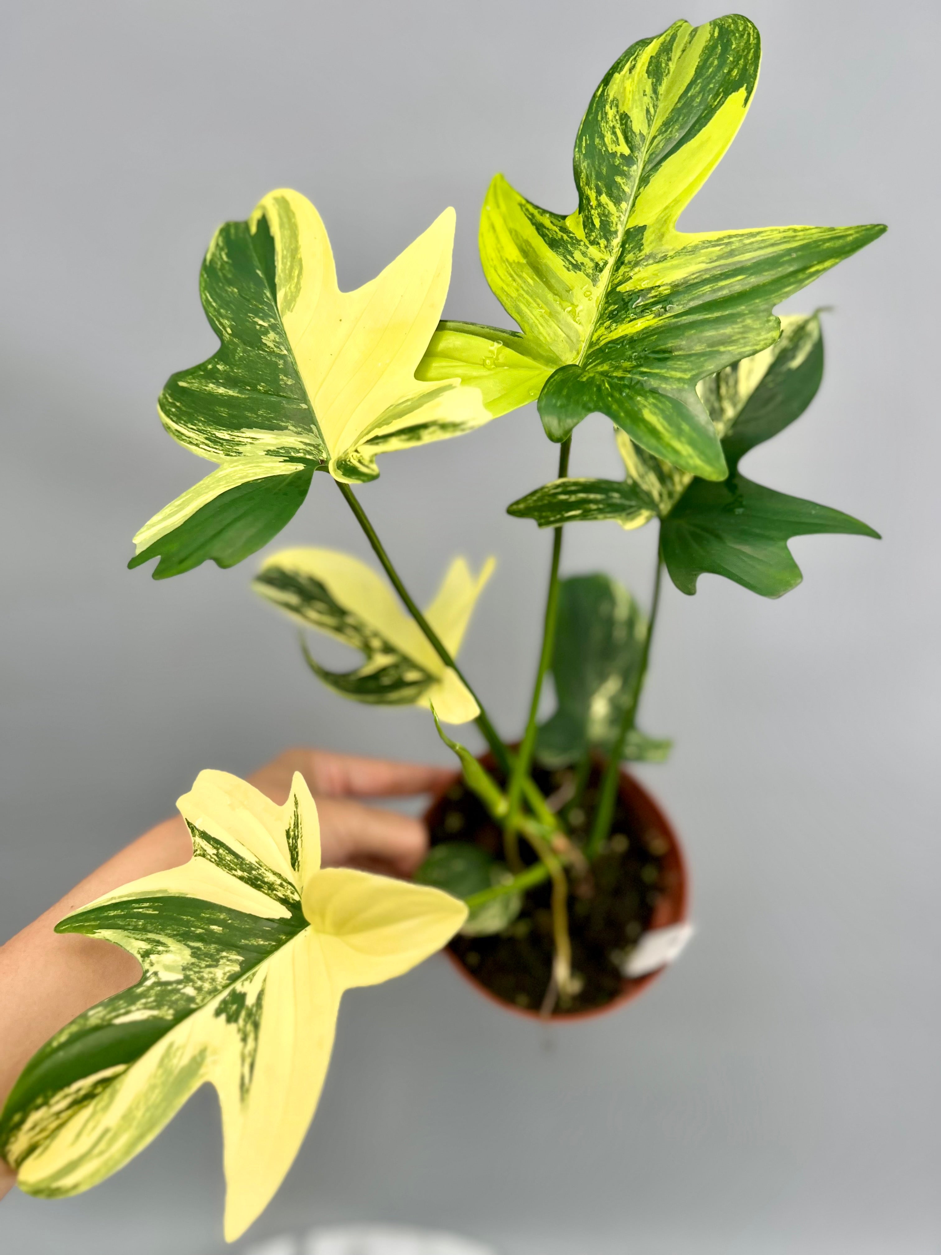 Philodendron squamiferium variegated (Nr 1.2)