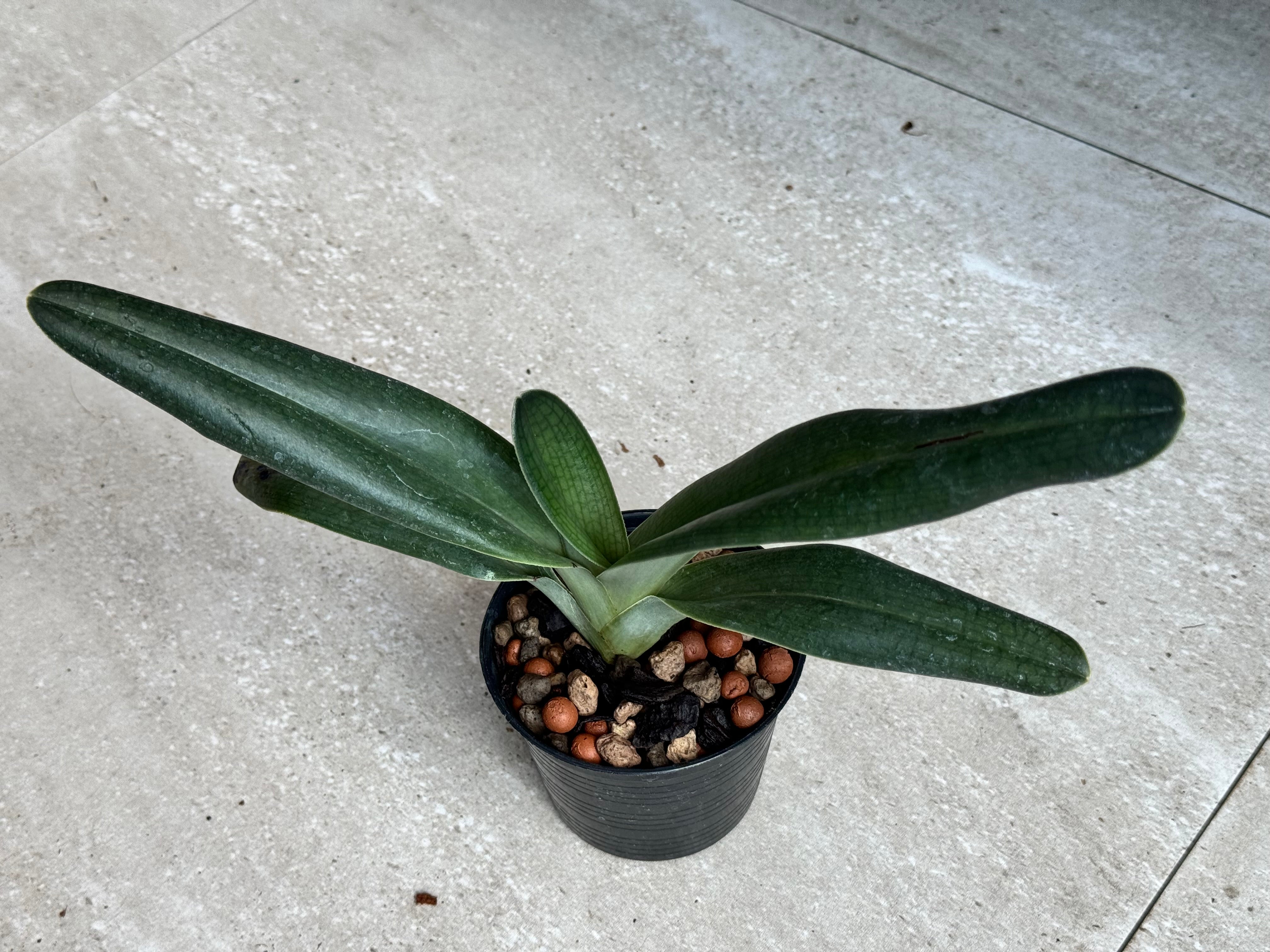 Paphiopedilum anitum ‘Dark Bear’