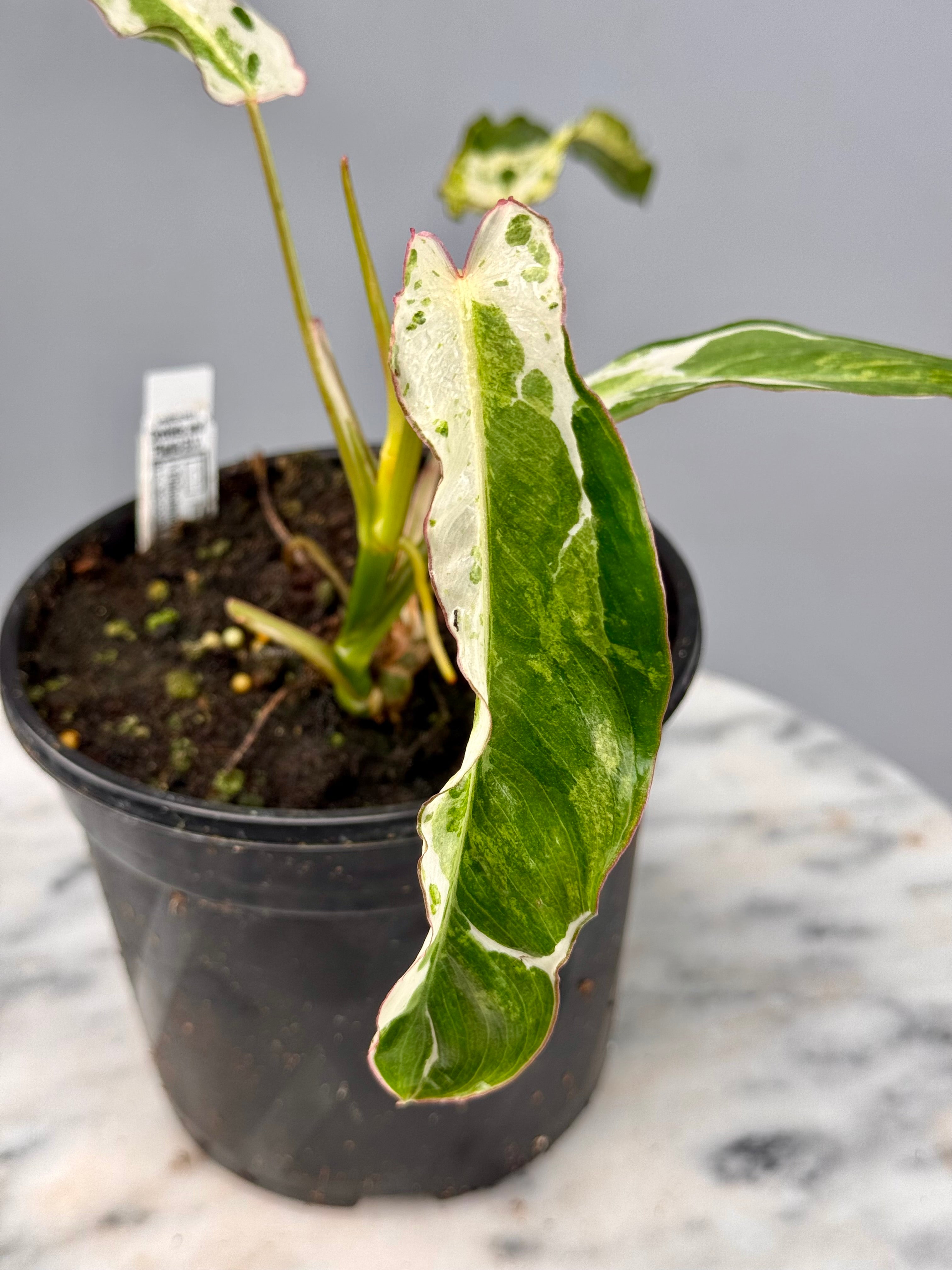 philodendron albo variegata Philodendron Paraiso Verde Variegata Albo nr 1