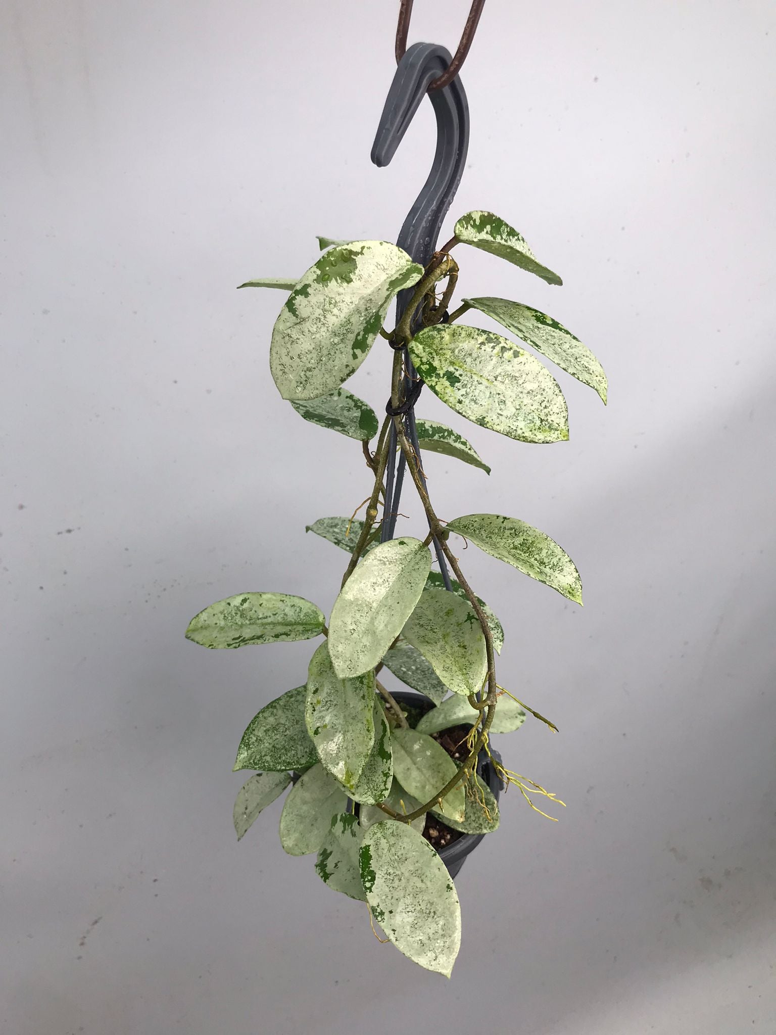 Hoya ‘Nova Ghost’  XL