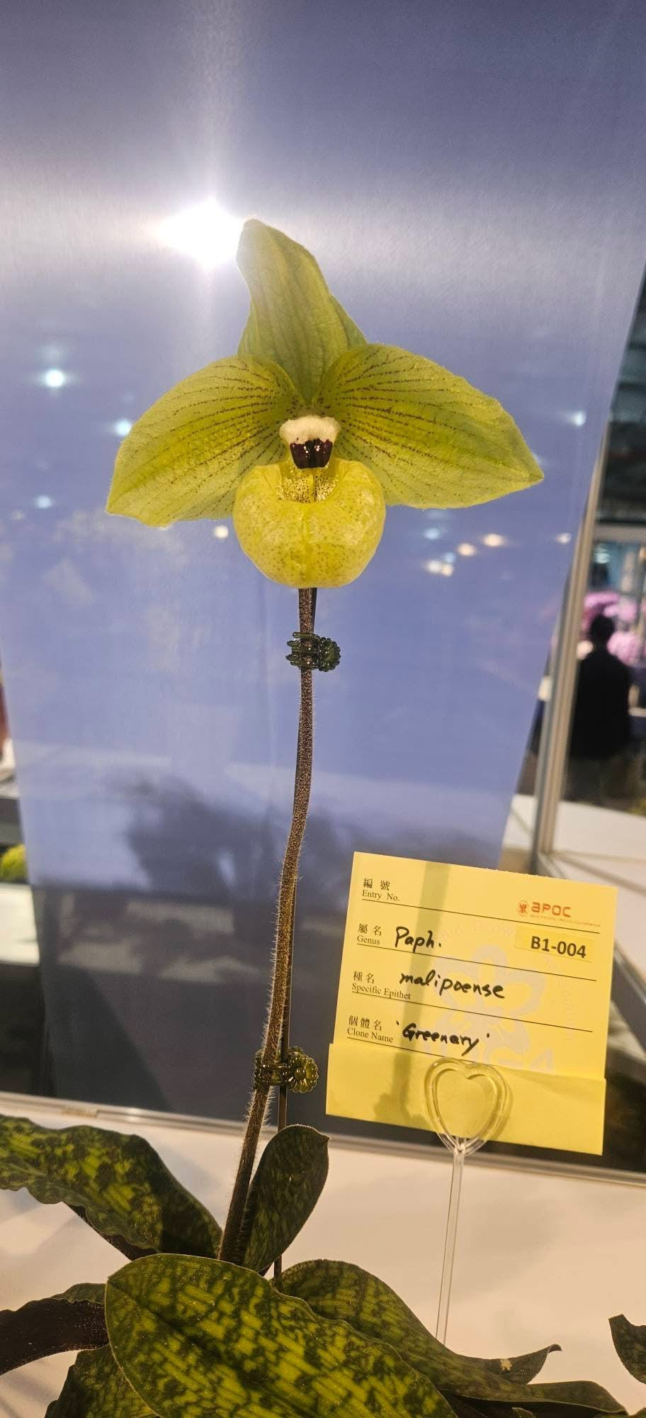 Paphiopedilum malipoense