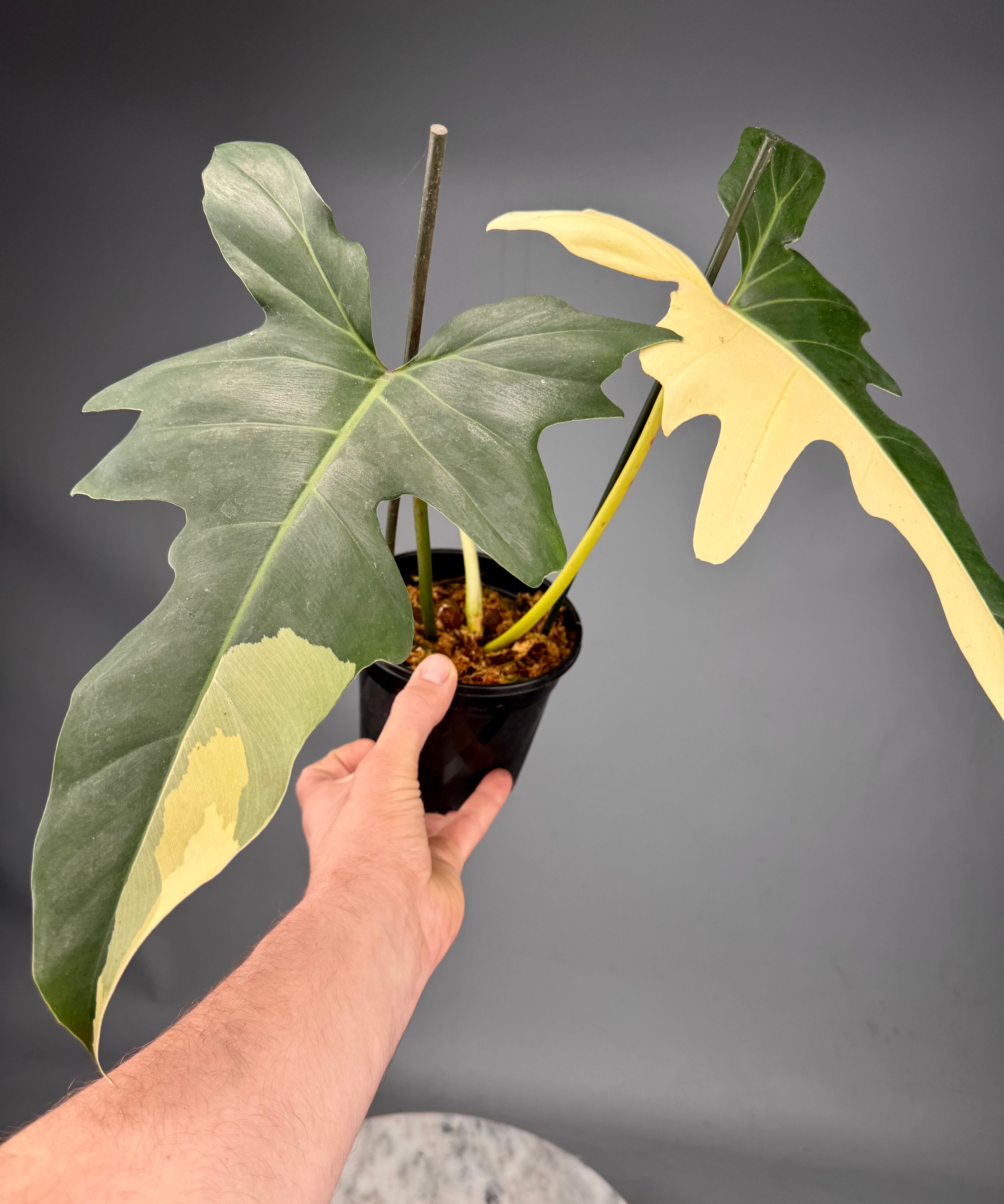 Philodendron Golden Dragon variegated albo (Nr 1)