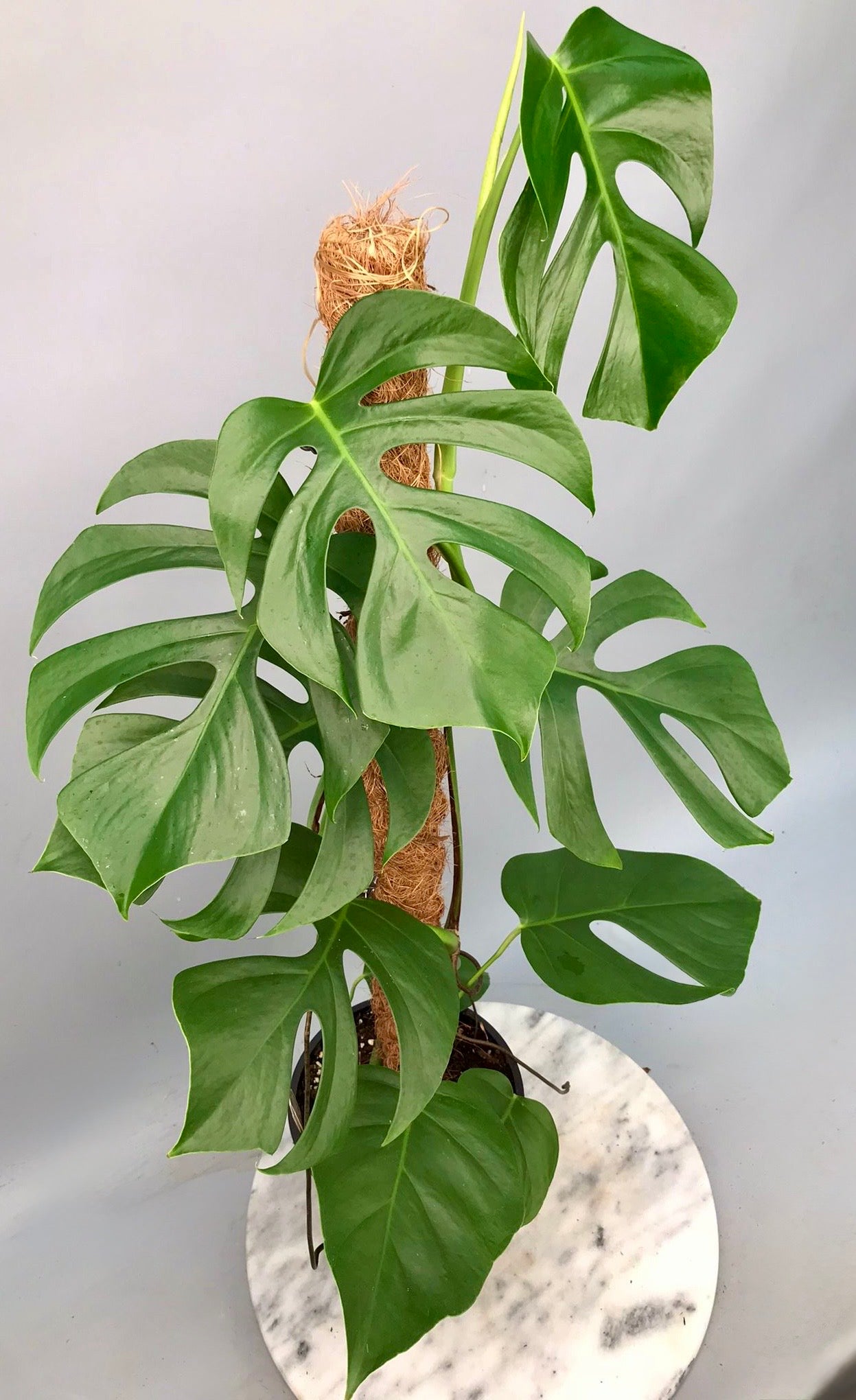 Monstera deliciosa var sierrana “Big Plant”