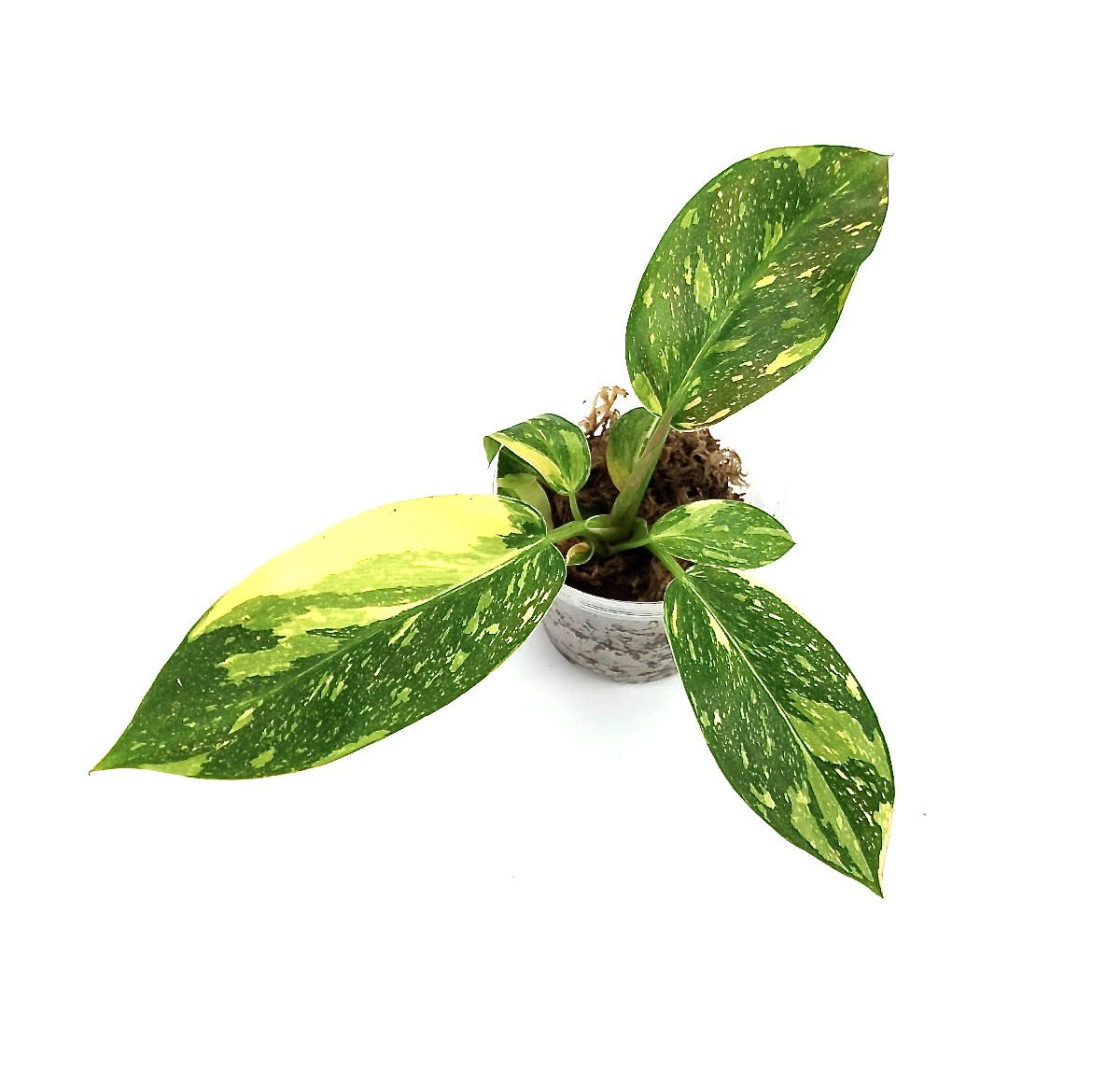 Philodendron Green Congo Marble Variegated "Big"