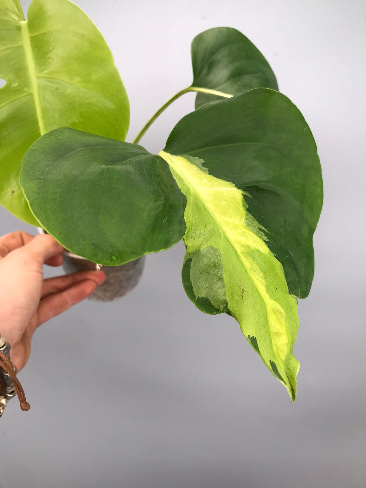 Monstera White Lava 'Lalamove' (3 bladeren)