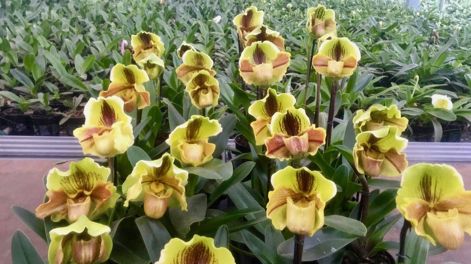 Paphiopedilum Lippewunder