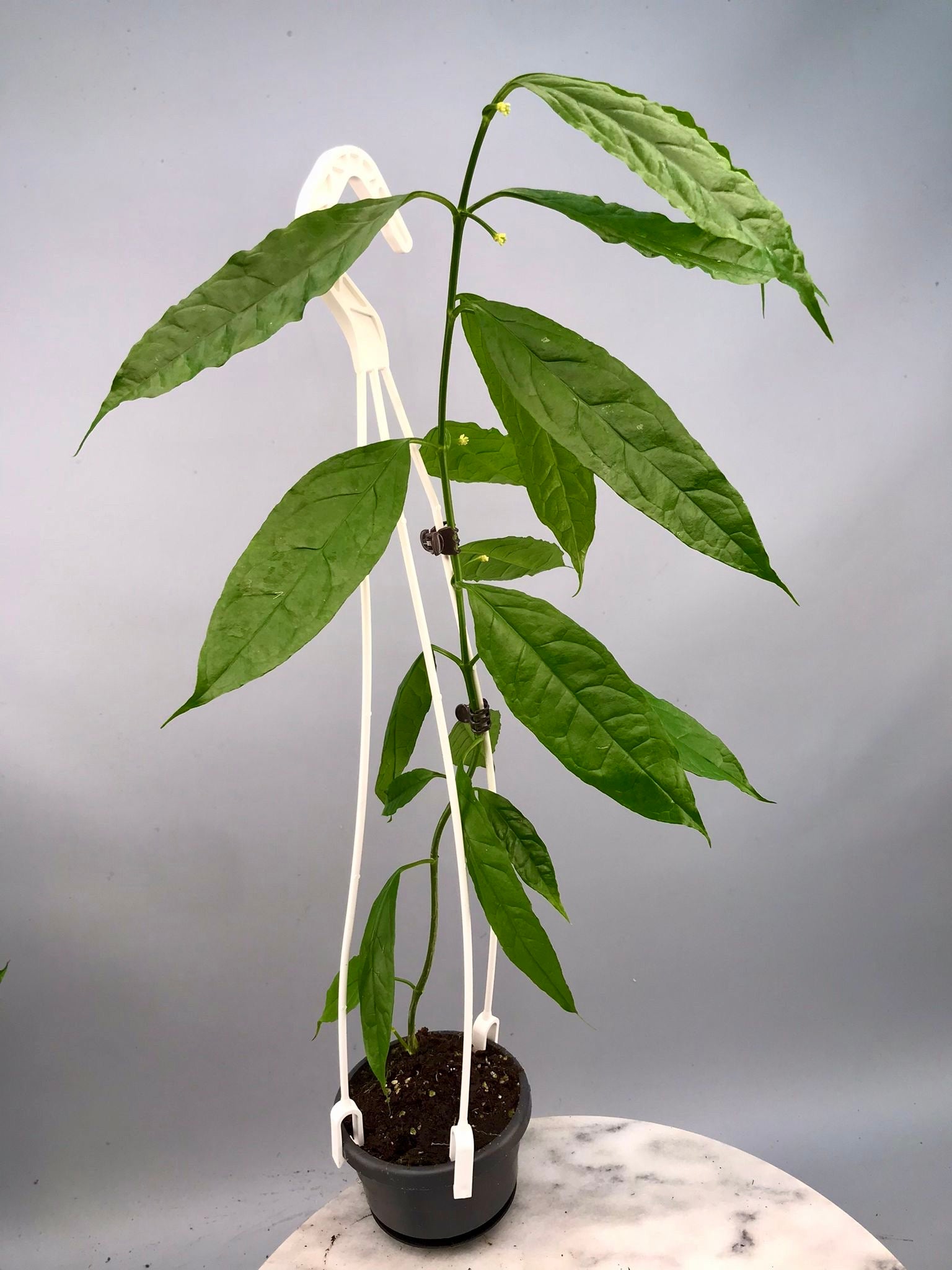 Hoya decipulae Big XL