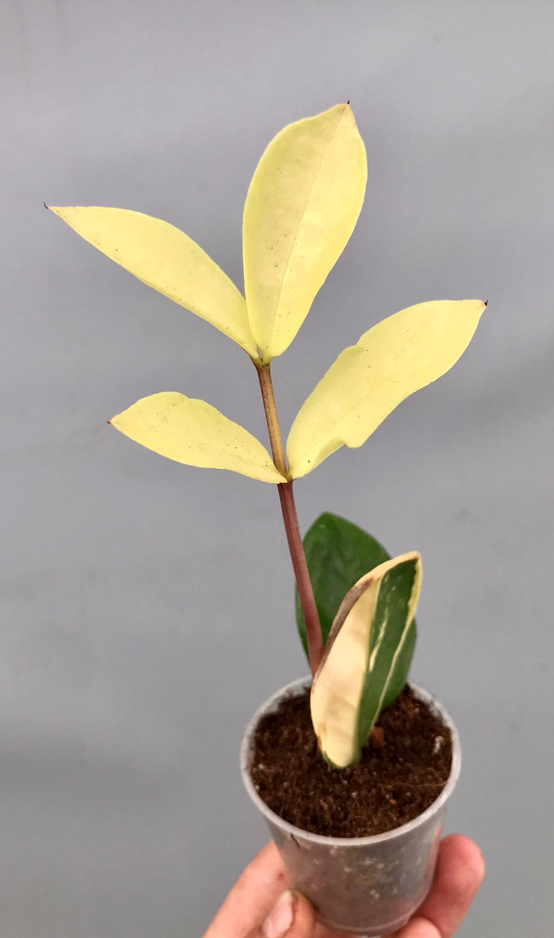 where to buy variegated zz plant Zamioculcas zamiifolia Variegated