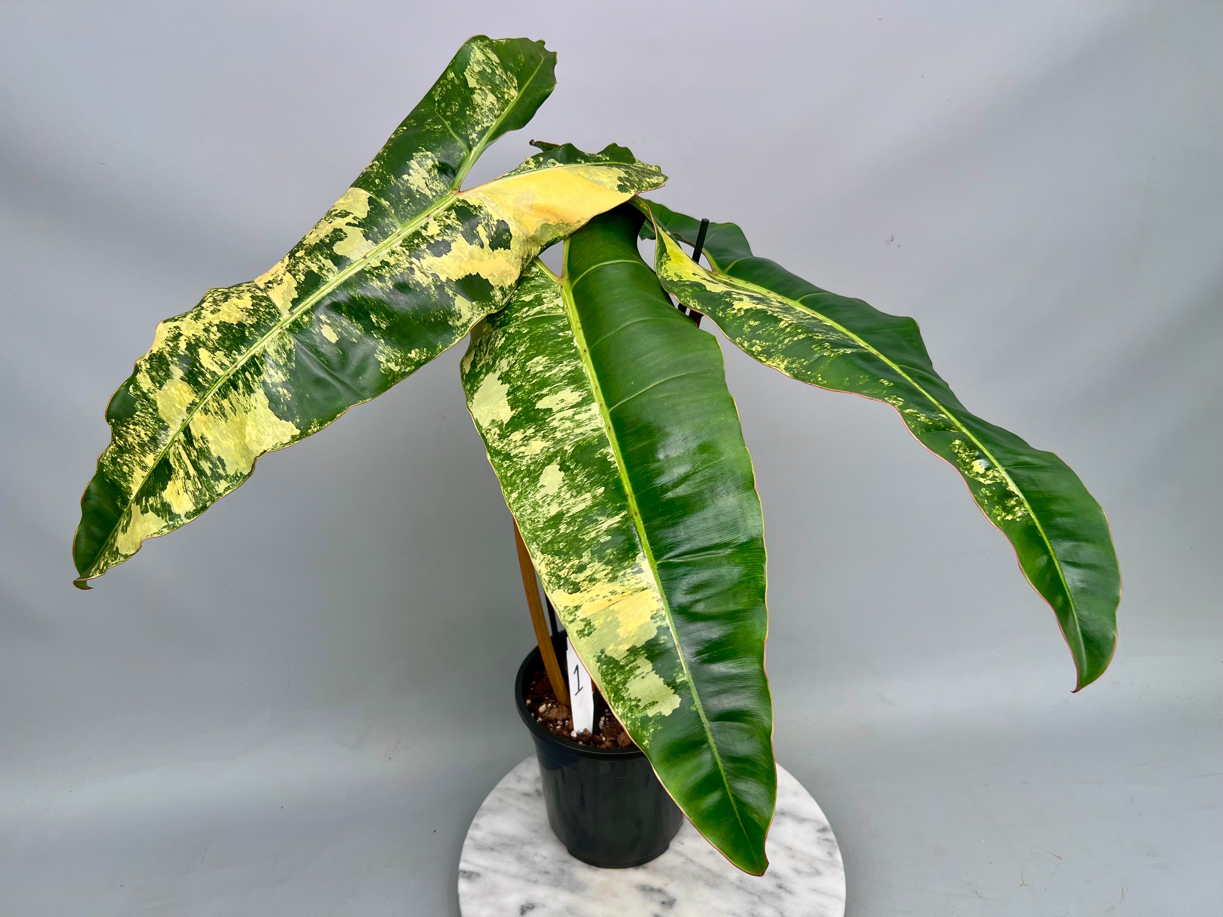 philodendron billietiae croat variegata billietiae orange stalk Philodendron billietiae Variegata XXL