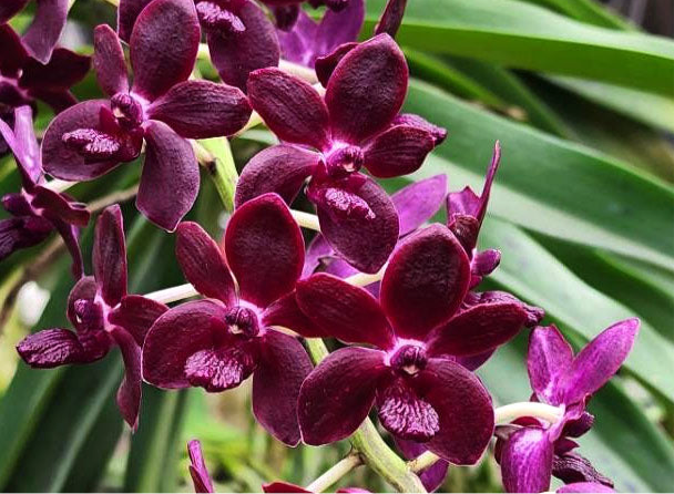 Vandachostylis Colmarie