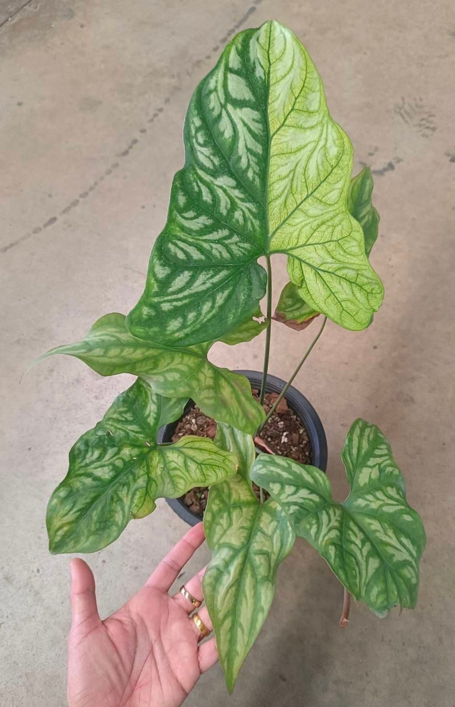 Cercestis mirabilis Variegata aurea