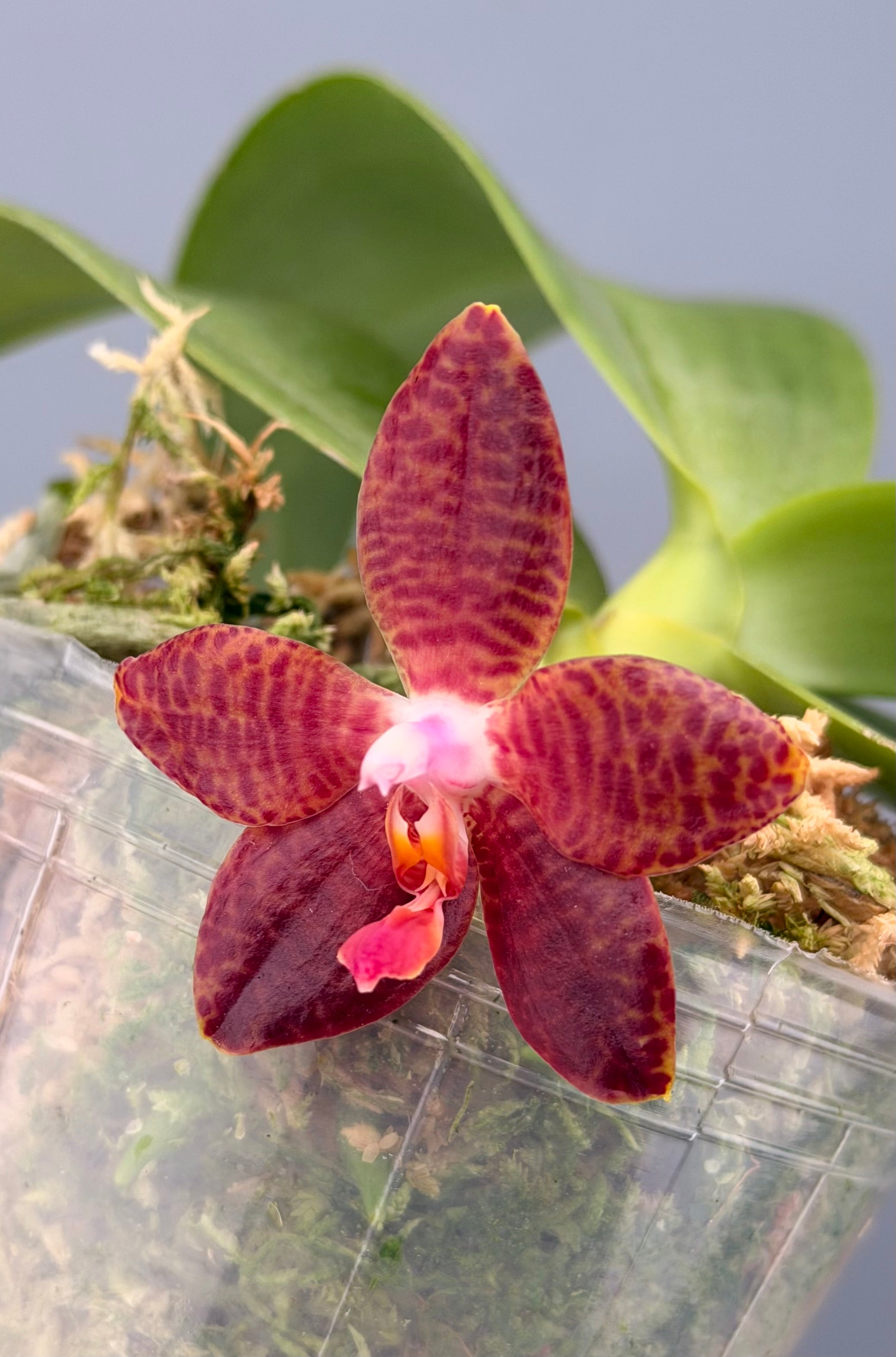 Phal. David Lim ('amboinensis 'Patricia' (4N) x gigantea 'Mother of Giants")