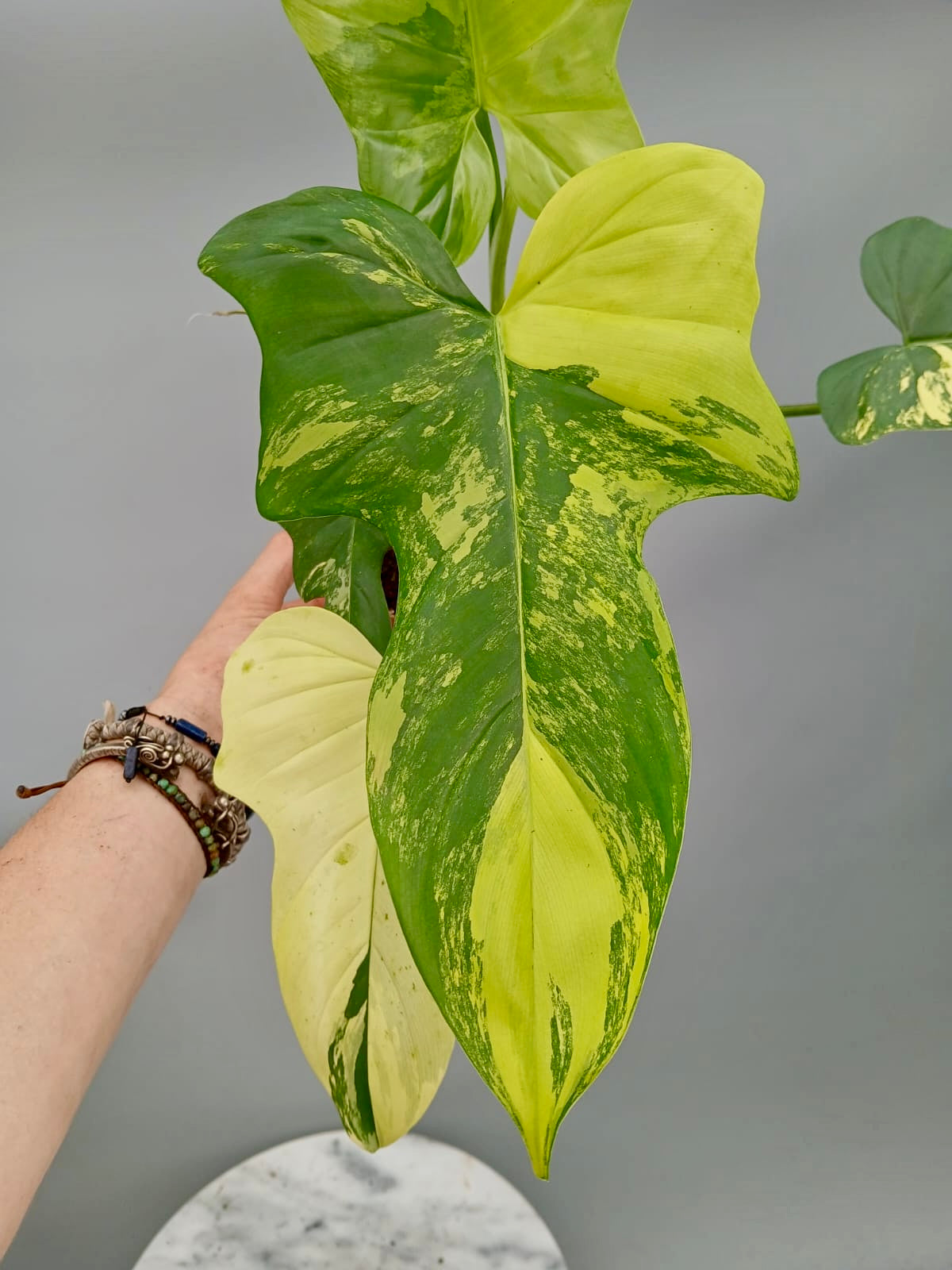 green violin philodendron Philodendron Violin Variegated (Highly variegated)