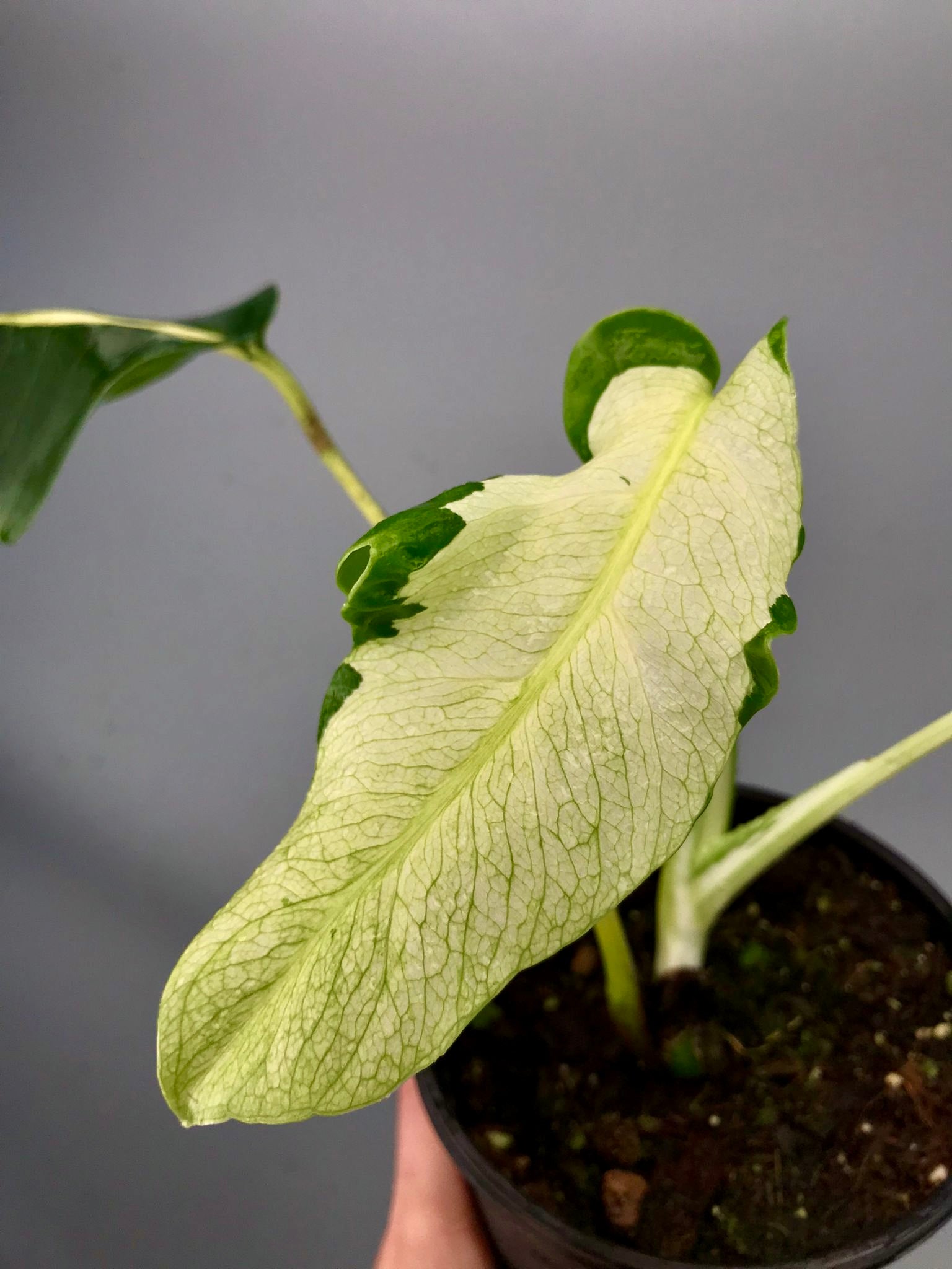 Monstera White Lava 'Lalamove' nr 2